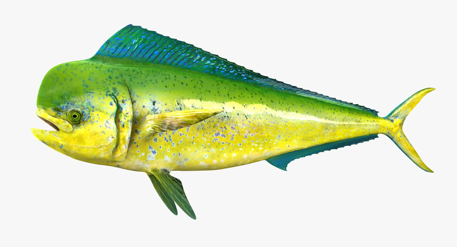 vibrant dolphinfish, yellow body, blue spots, Full HD Desktop Wallpaper