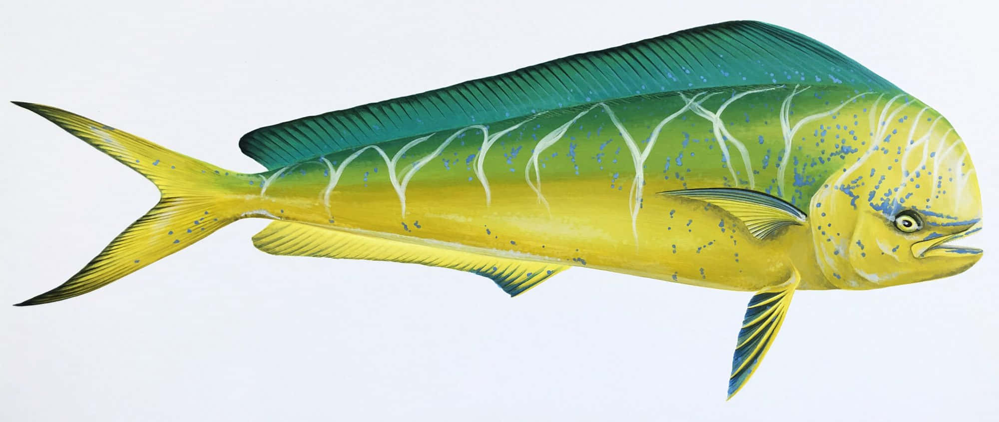 dolphinfish, yellow body, teal dorsal fin, Full HD Desktop Wallpaper