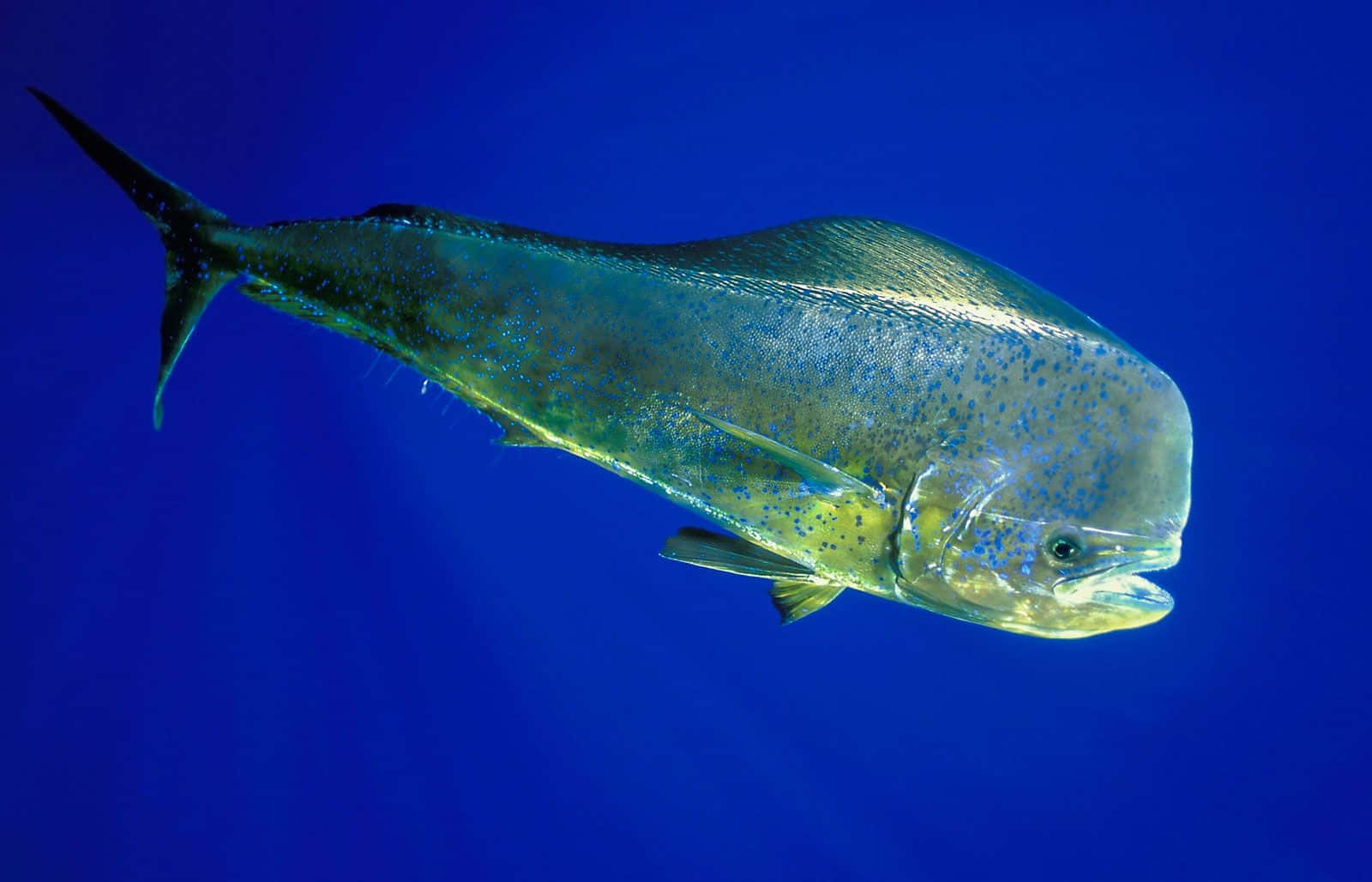 Dolphinfish, blue water, deep blue ocean water, HD Desktop Wallpaper