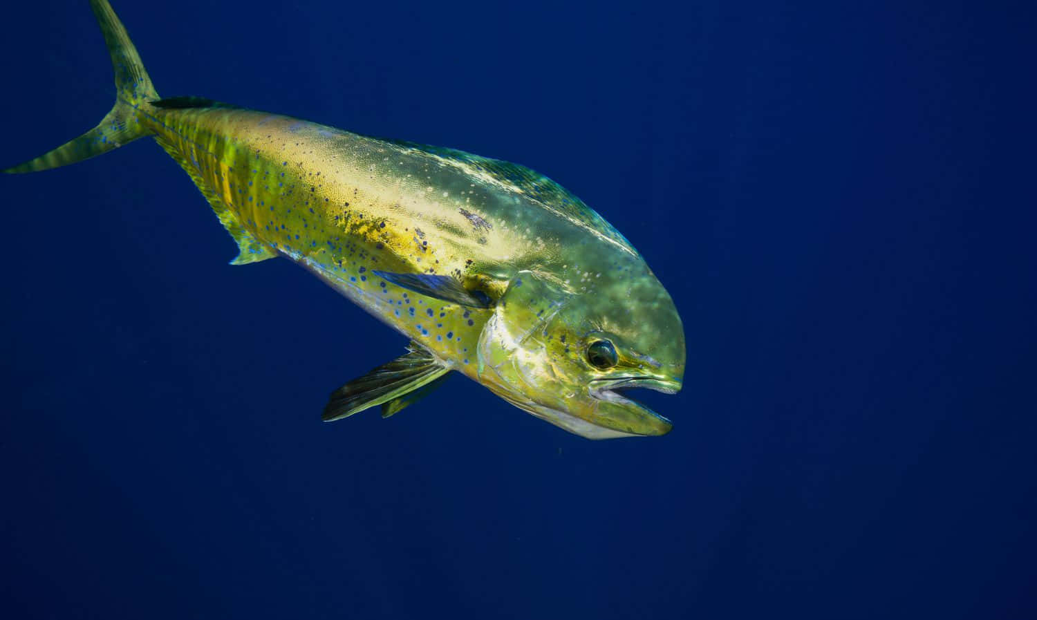 Dolphinfish, blue water, deep blue ocean water, HD Desktop Wallpaper