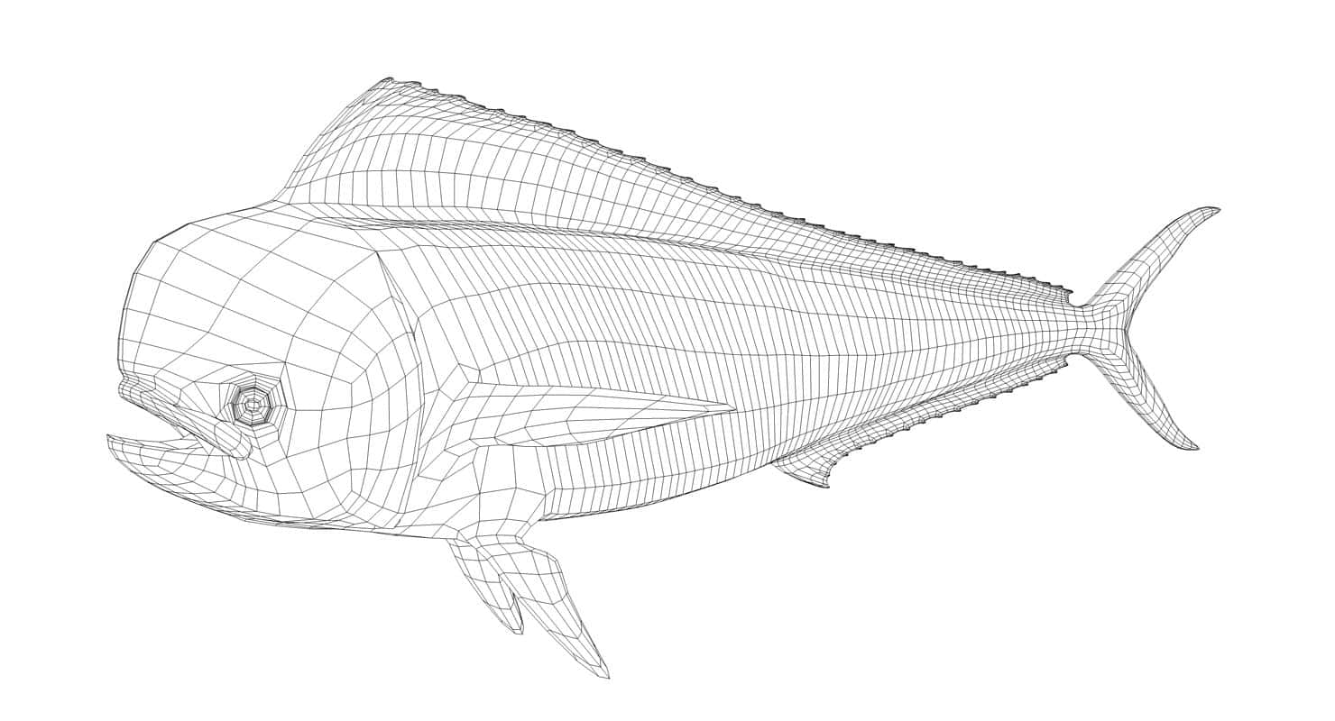 dolphinfish, wireframe, 3D model, HD Desktop Wallpaper