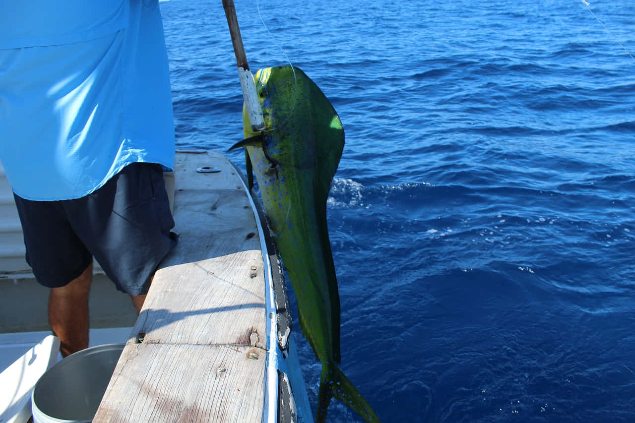 dolphinfish, mahi mahi, deep blue ocean waters, HD Desktop Wallpaper
