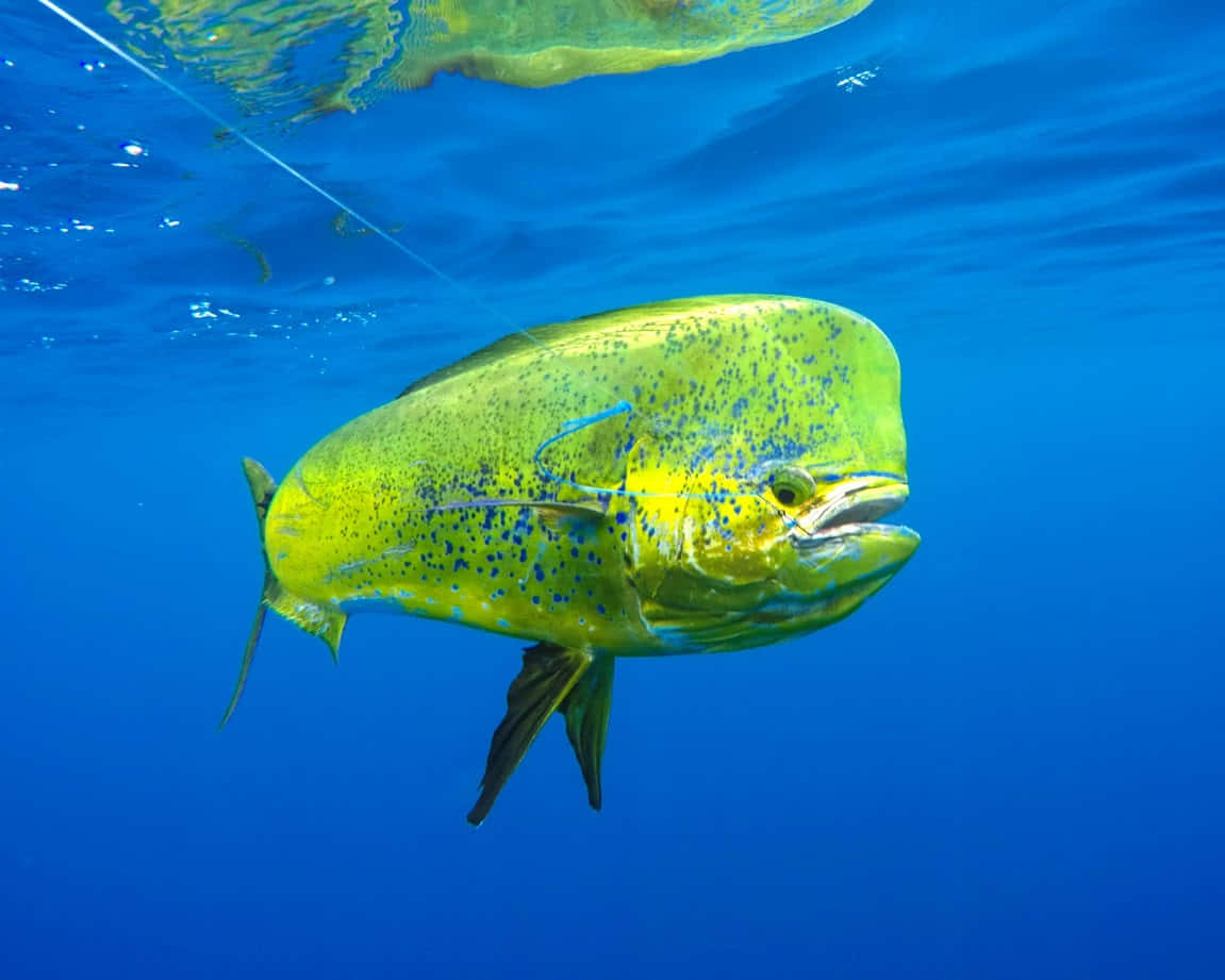vibrant dolphinfishin blue waters, dolphinfish, yellow, SD Desktop Wallpaper