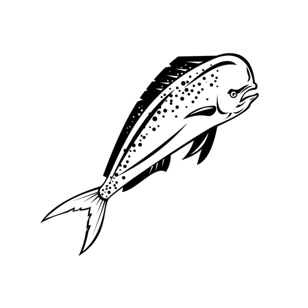 Dolphinfish, spotted mahi mahi fish, black and white line drawing, SD Desktop Wallpaper
