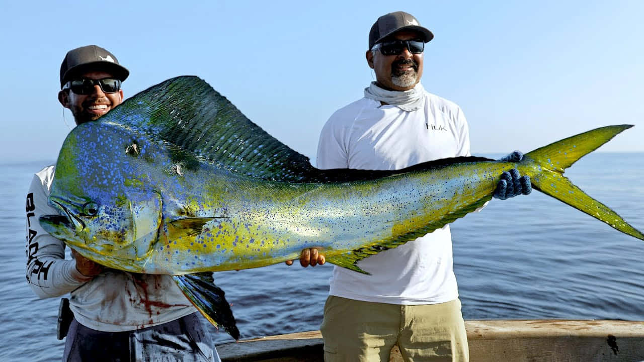 dolphinfish, iridescent dorado fish, boat, HD Desktop Wallpaper