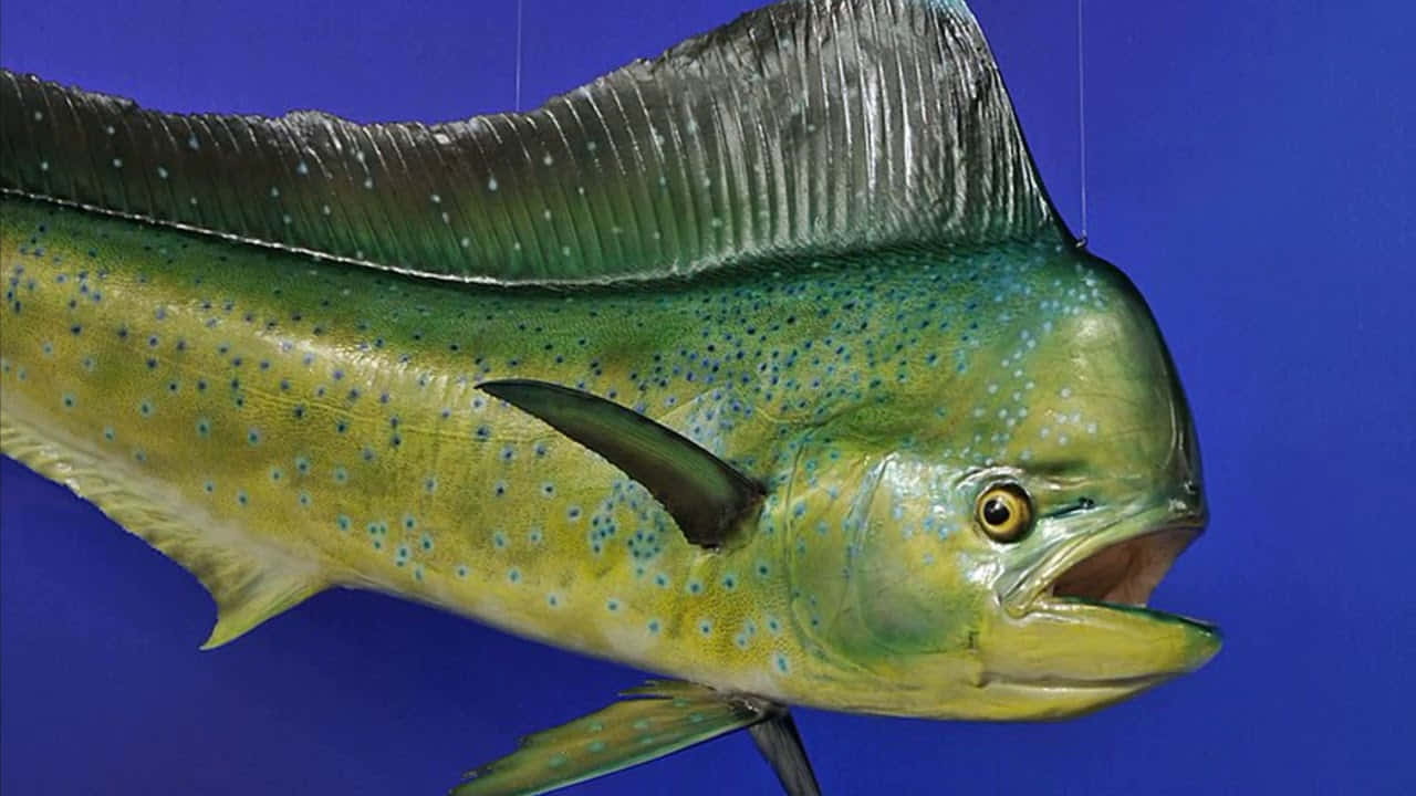 dolphinfish, vibrant green yellow body, blue spots, HD Desktop Wallpaper