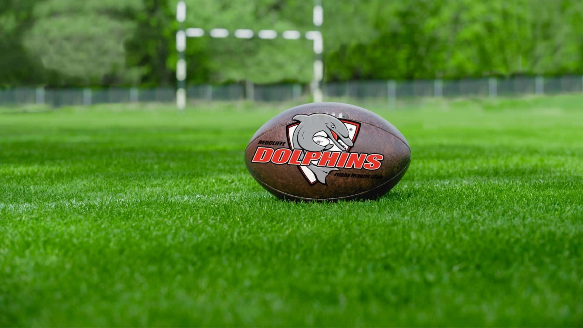 Dolphins NRL, brown rugby ball, dolphin logo, Full HD Desktop Wallpaper