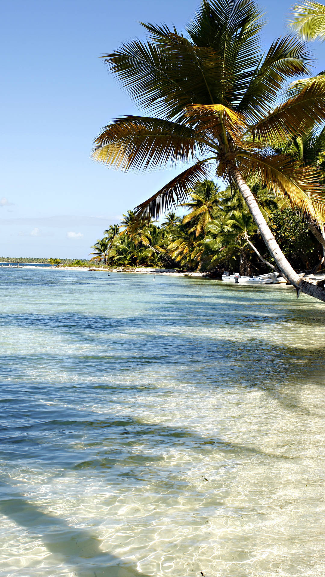 Dominica, sea, coconut tree, Full HD Phone Wallpaper