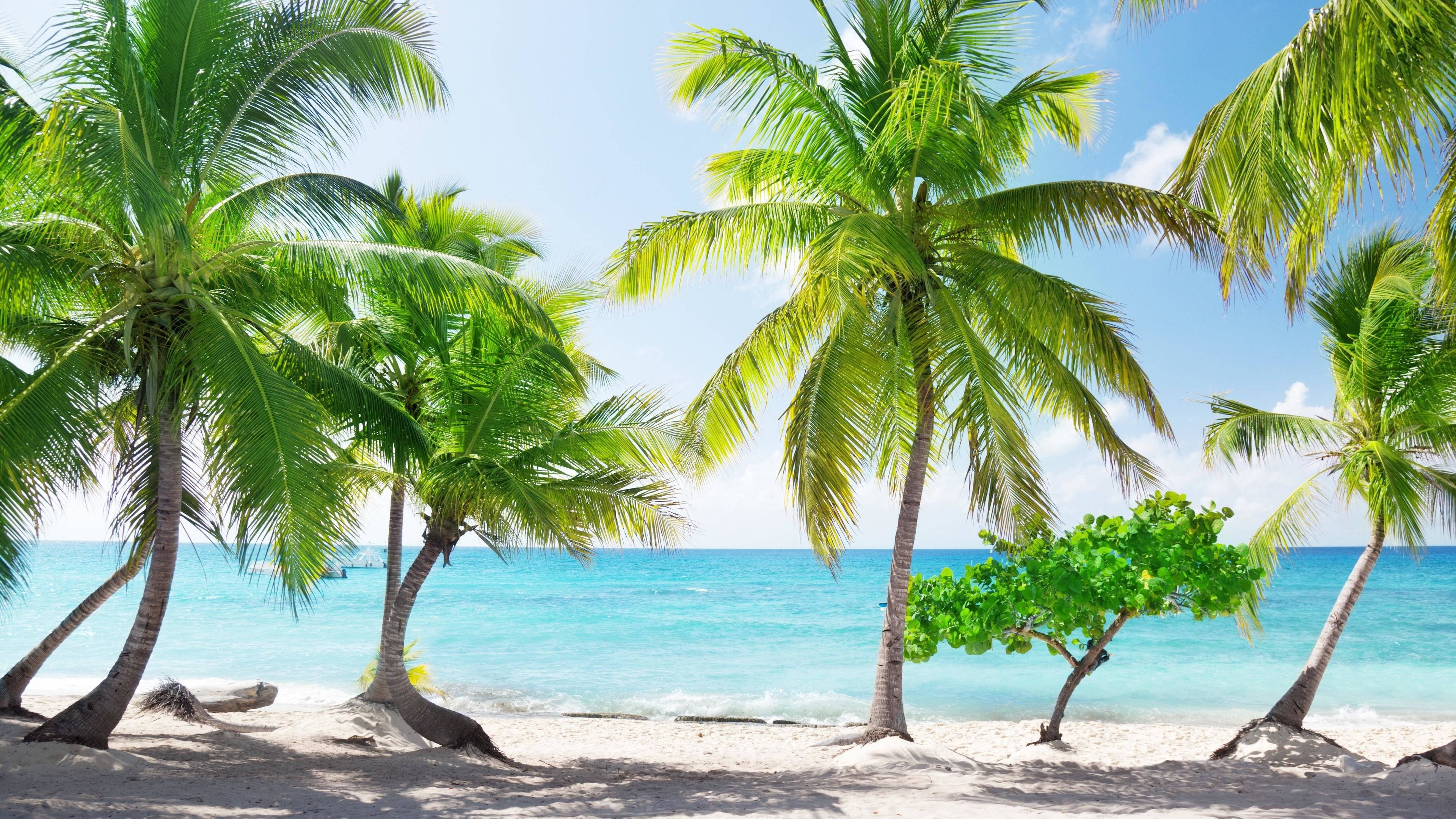 Dominica, beach view, tall green palm trees, 4K Desktop Wallpaper