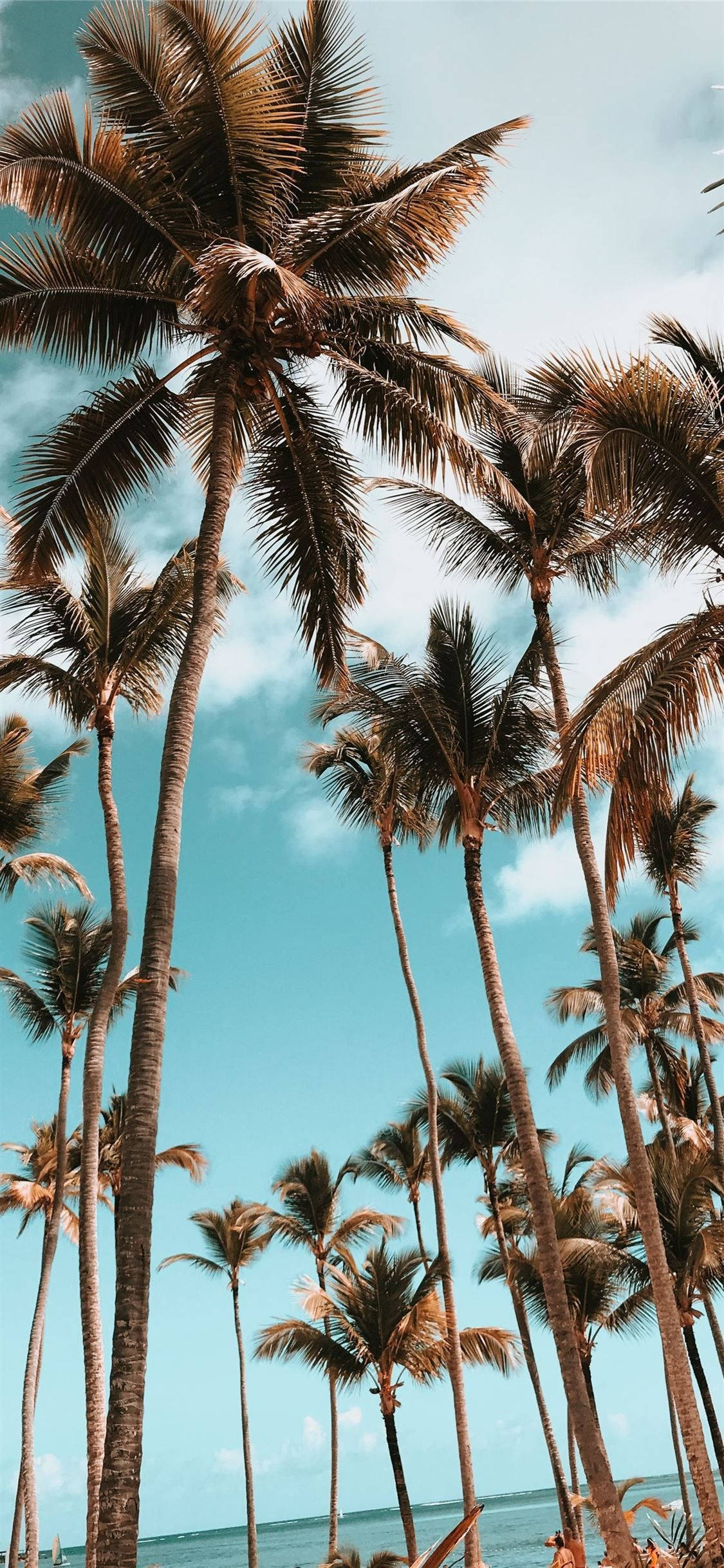 Dominica, coconut trees, turquoise sky, Full HD Phone Wallpaper