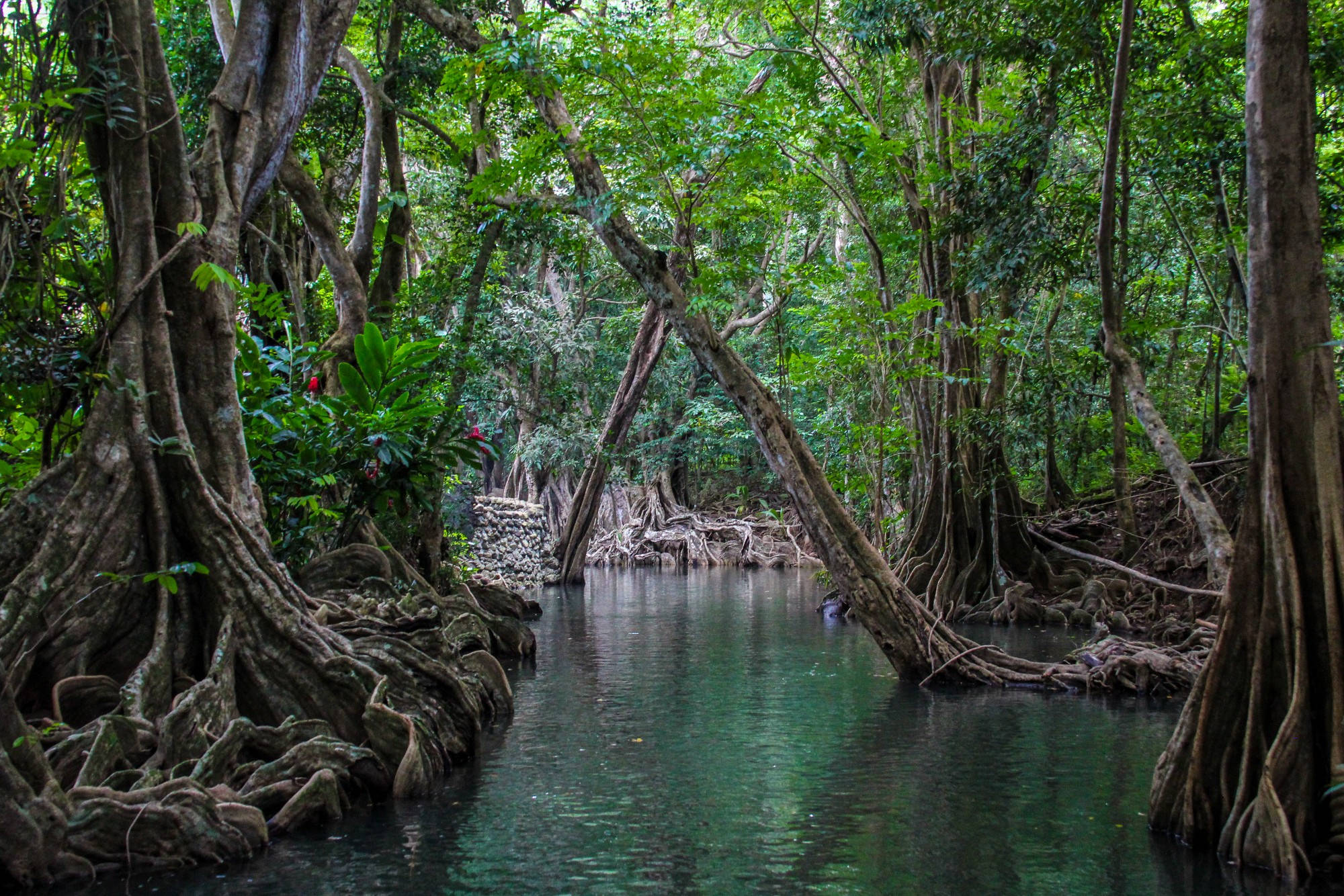 Dominica, Mangroves, jungle creek, Full HD Desktop Wallpaper