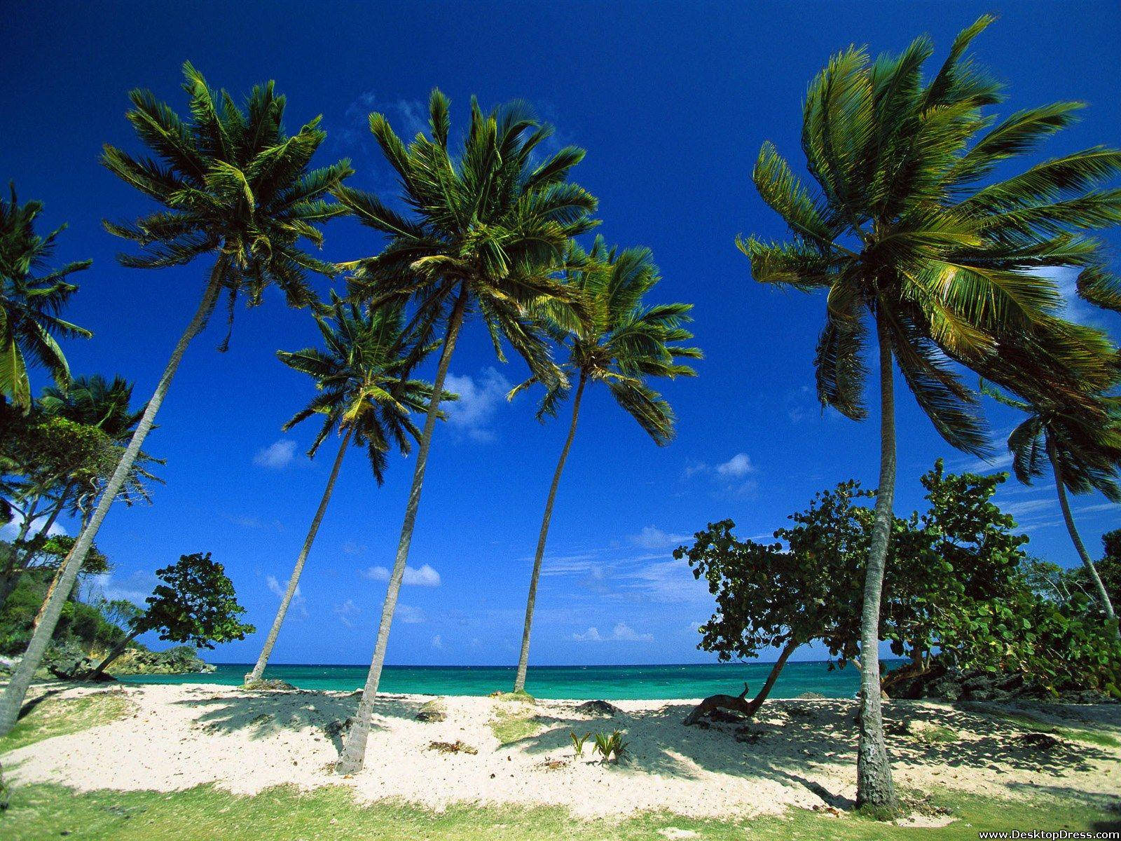 Dominican Republic, tall palm trees, sunlit tropical beach, HD Desktop Wallpaper