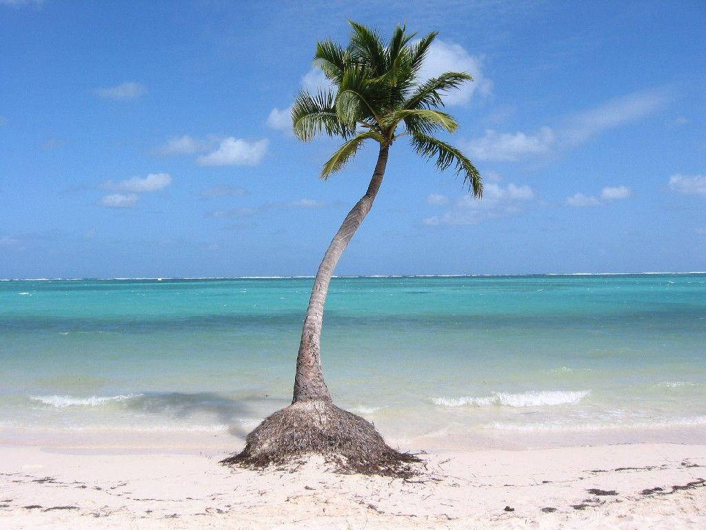 lone leaning palm tree, white sandy beach, turquoise ocean waves, SD Desktop Wallpaper