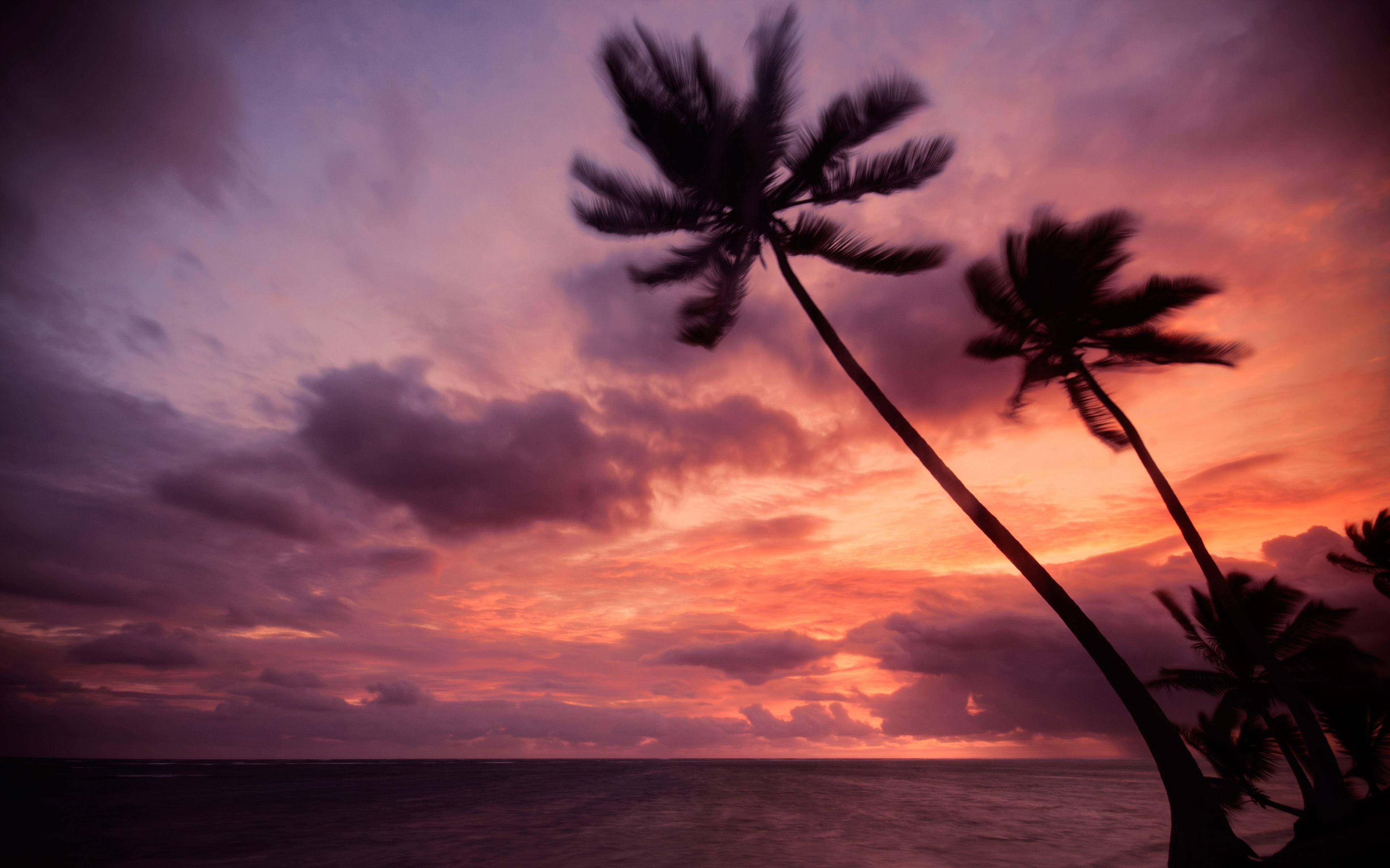 Pink Sunset, Dominican Republic, palm trees, 4K Desktop Wallpaper