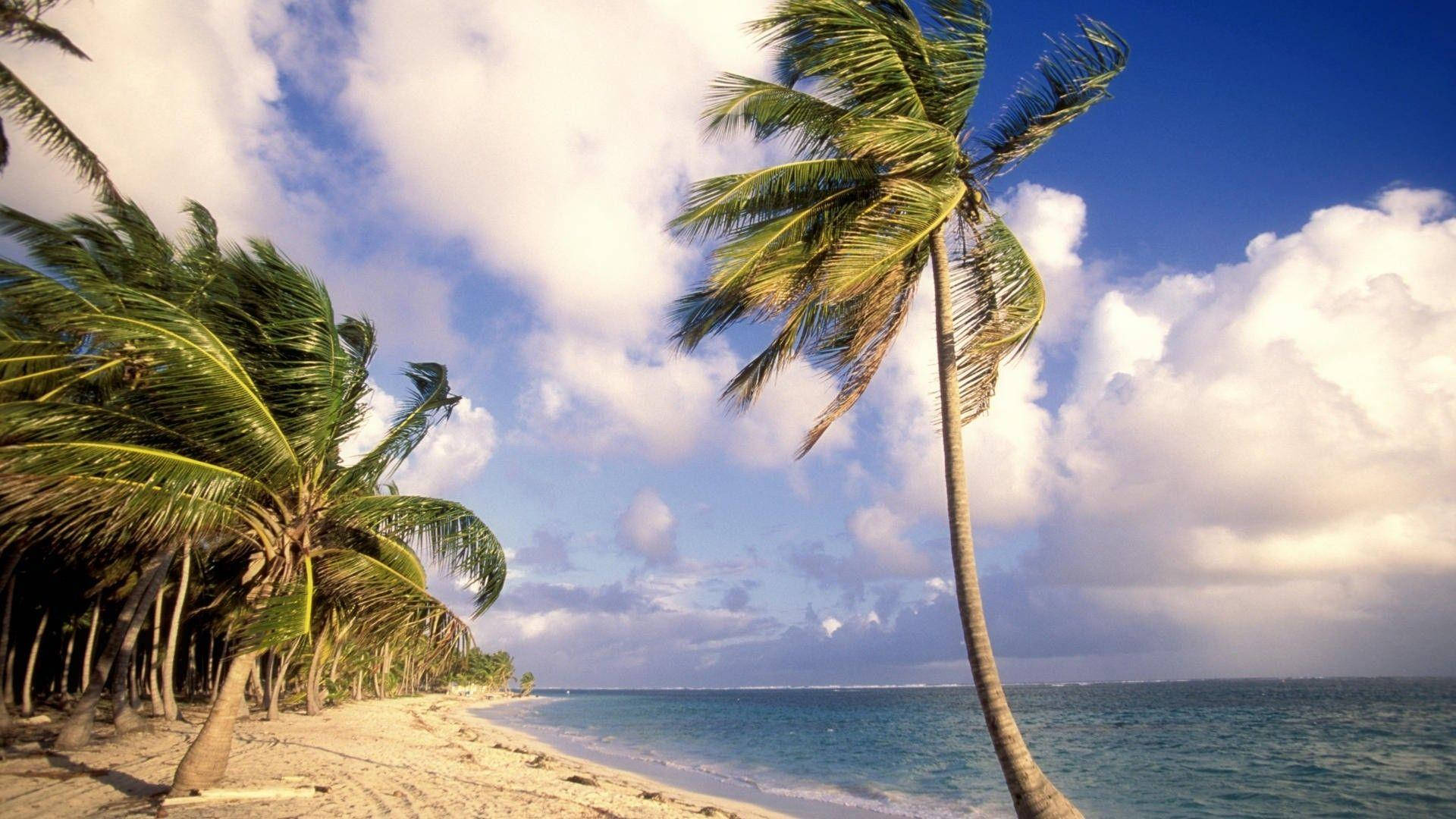 Dominican Republic, beach, palm trees, Full HD Desktop Wallpaper