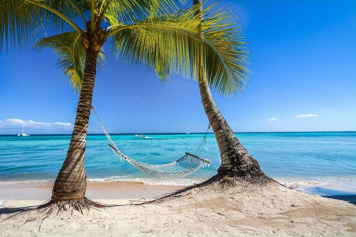 Dominican Republic, white hammock, palm trees, SD Desktop Wallpaper