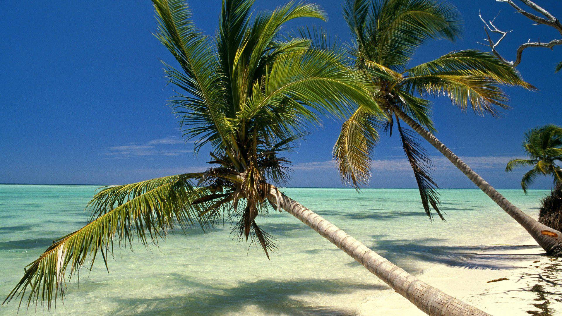 Dominican Republic, palm trees, turquoise water, Full HD Desktop Wallpaper
