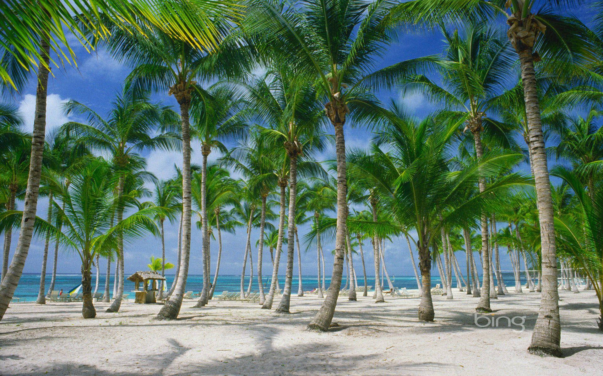palm tree forest, Dominican Republic, white sand beach, Full HD Desktop Wallpaper