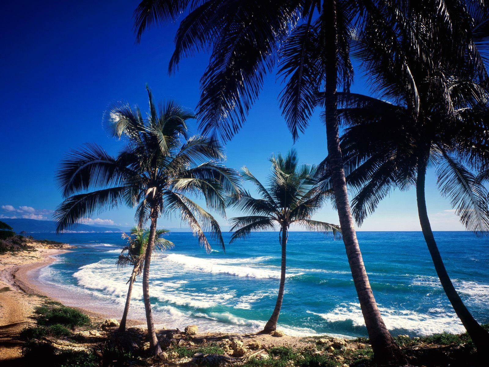 Dominican Republic, palm trees, turquoise ocean, HD Desktop Wallpaper
