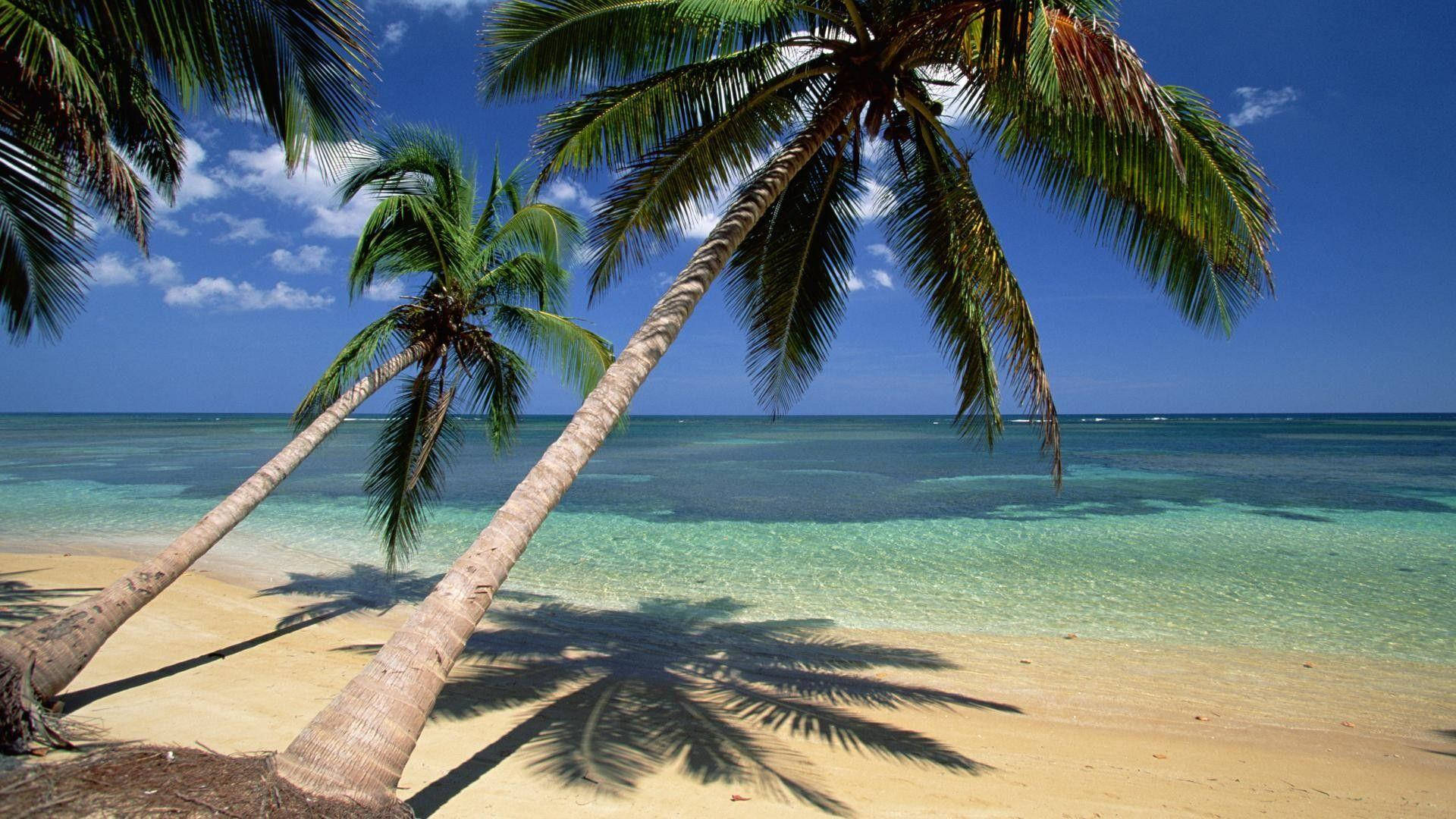 Dominican Republic, tropical beach, leaning palm trees, Full HD Desktop Wallpaper