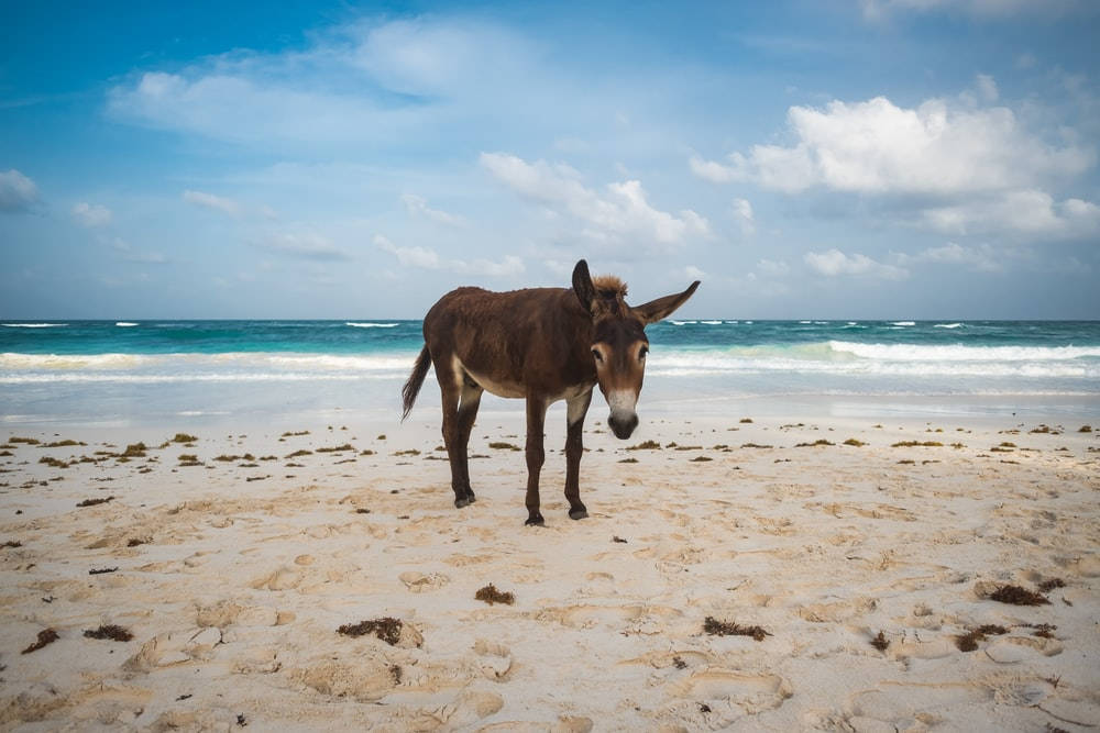 Donkey Kong, beach, sandy beach, SD Desktop Wallpaper
