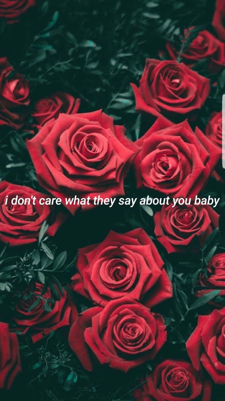 Red Roses, dark green foliage, white text overlay, HD Phone Wallpaper