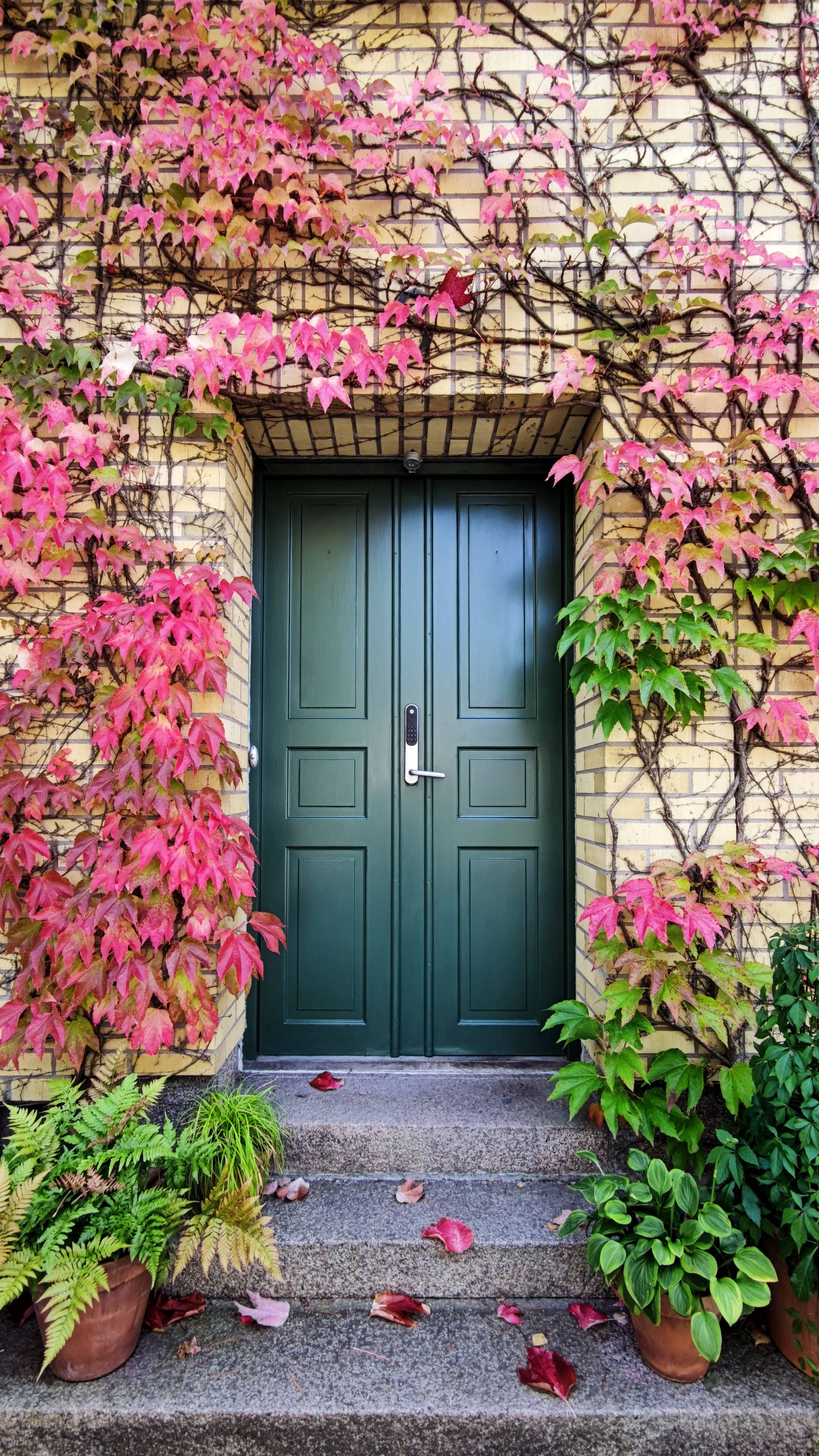 pink boston ivy vines, wooden door, dark green door, 4K Phone Wallpaper