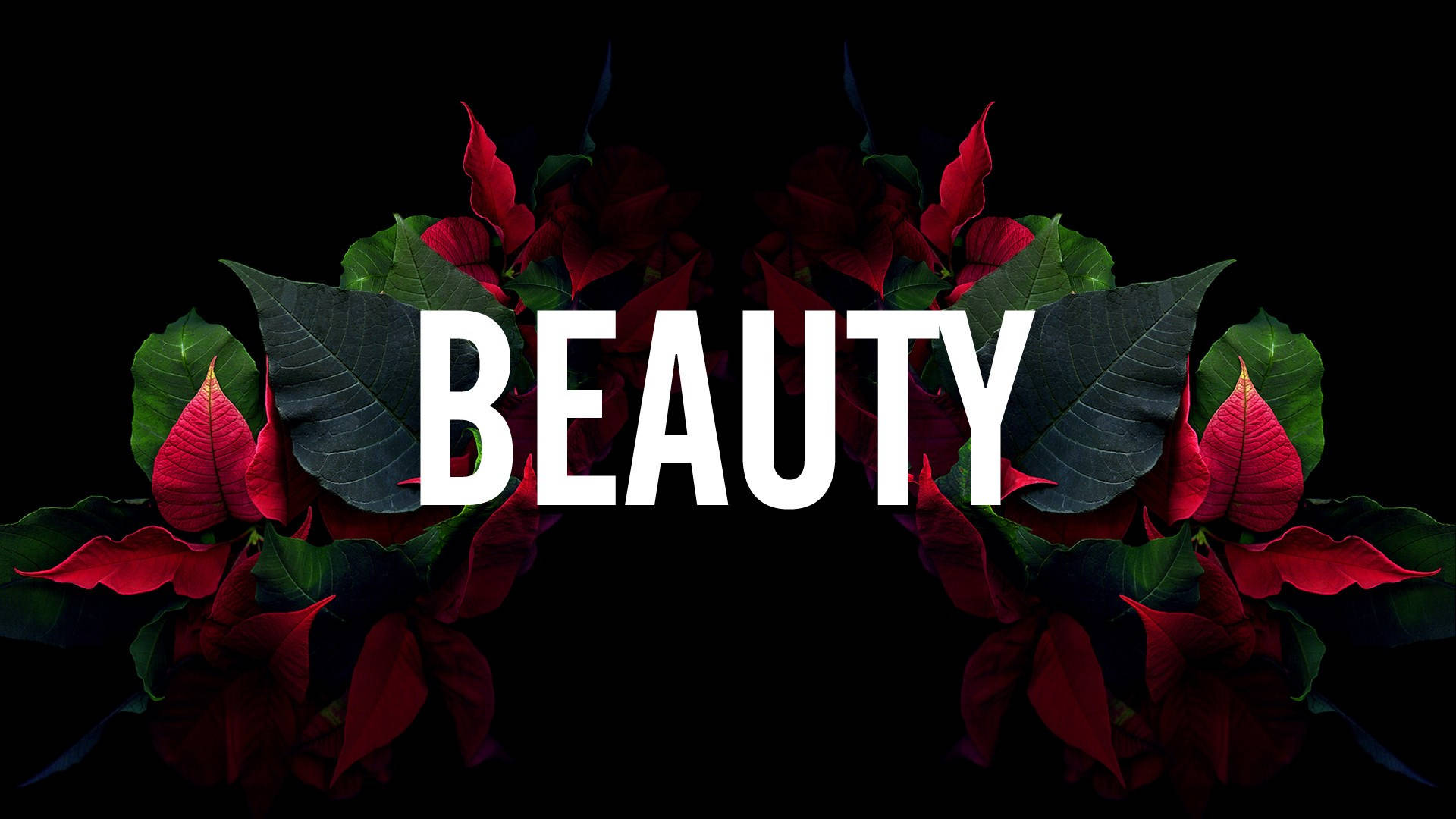 black background, red flowers, vibrant red poinsettias, Full HD Desktop Wallpaper