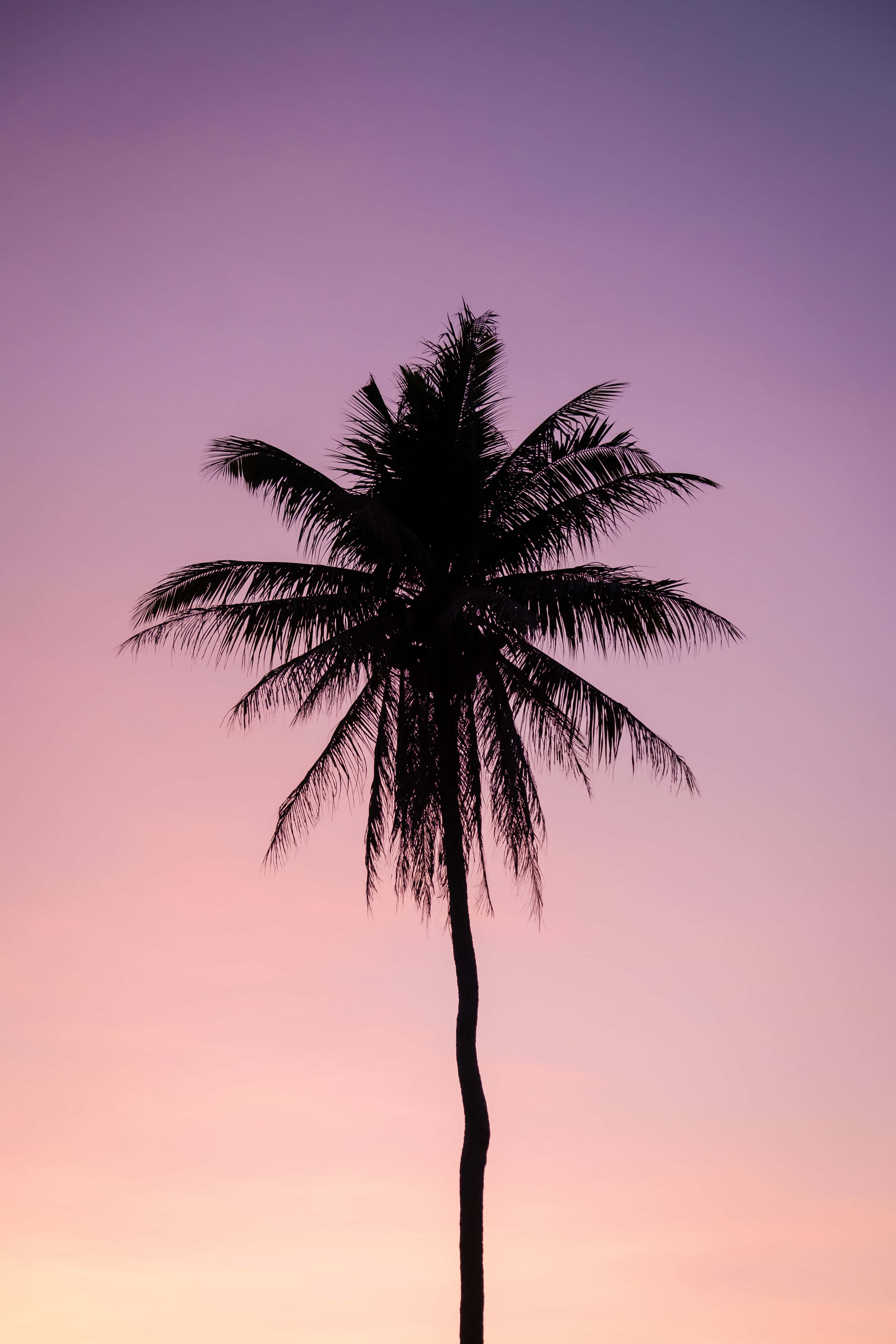 palm tree, silhouette, gradient sky, 5K Phone Wallpaper