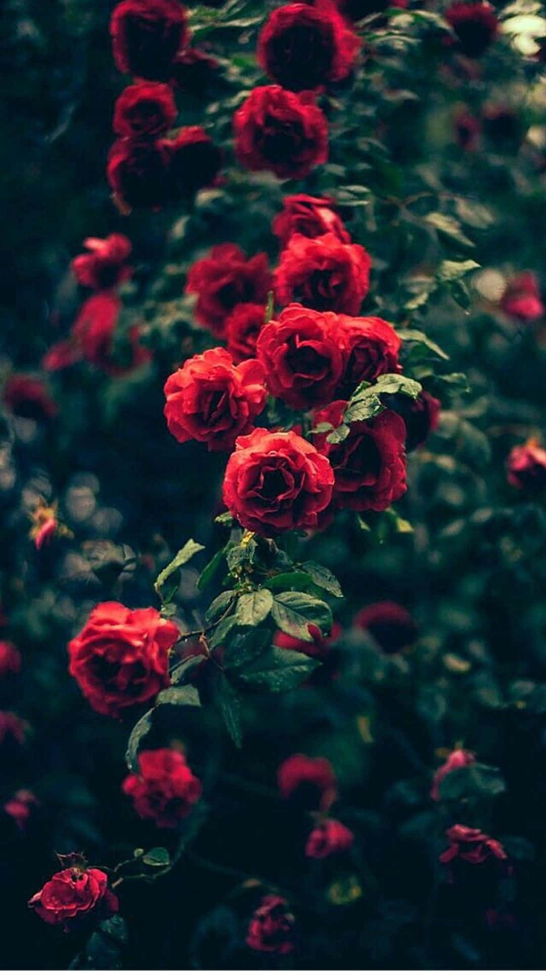 Dope Tumblr iPhone, vibrant red roses, dark blurred green foliage, Full HD Phone Wallpaper