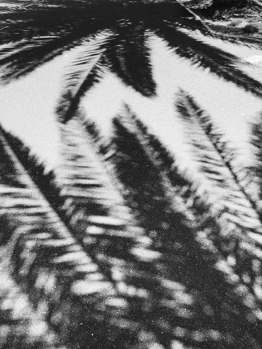 Dope Tumblr iPhone, black and white, palm leaves, SD Phone Wallpaper