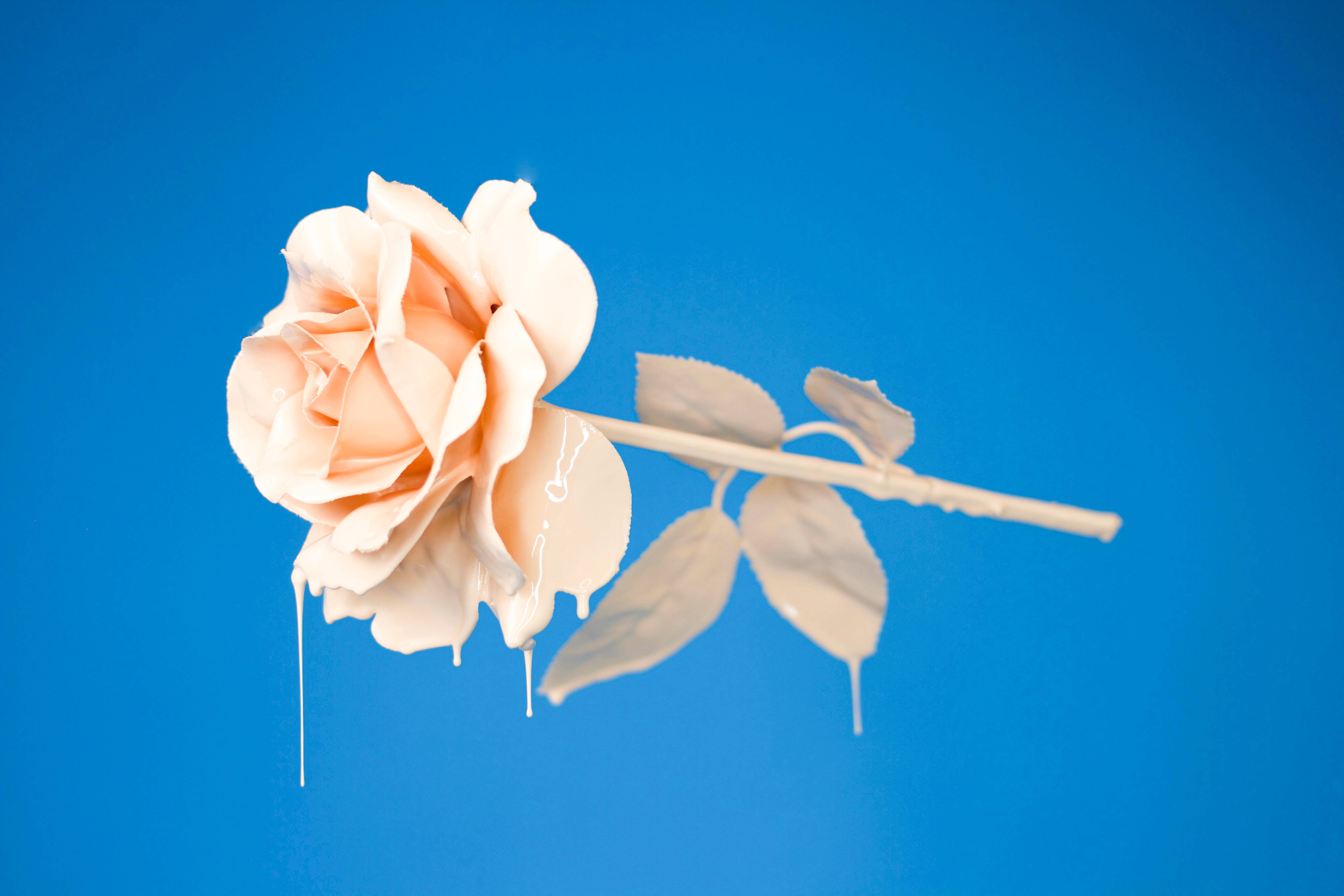 melting rose, peach rose, white paint drips, 5K Desktop Wallpaper