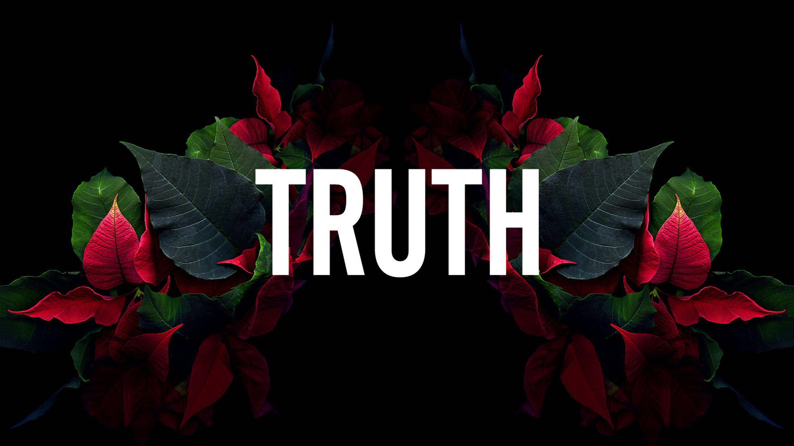 Dope Truth Text Art, white text, vibrant red poinsettia blooms, 2K Desktop Wallpaper