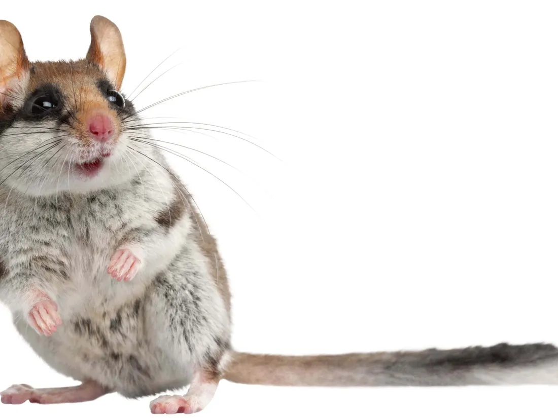 Dormouse