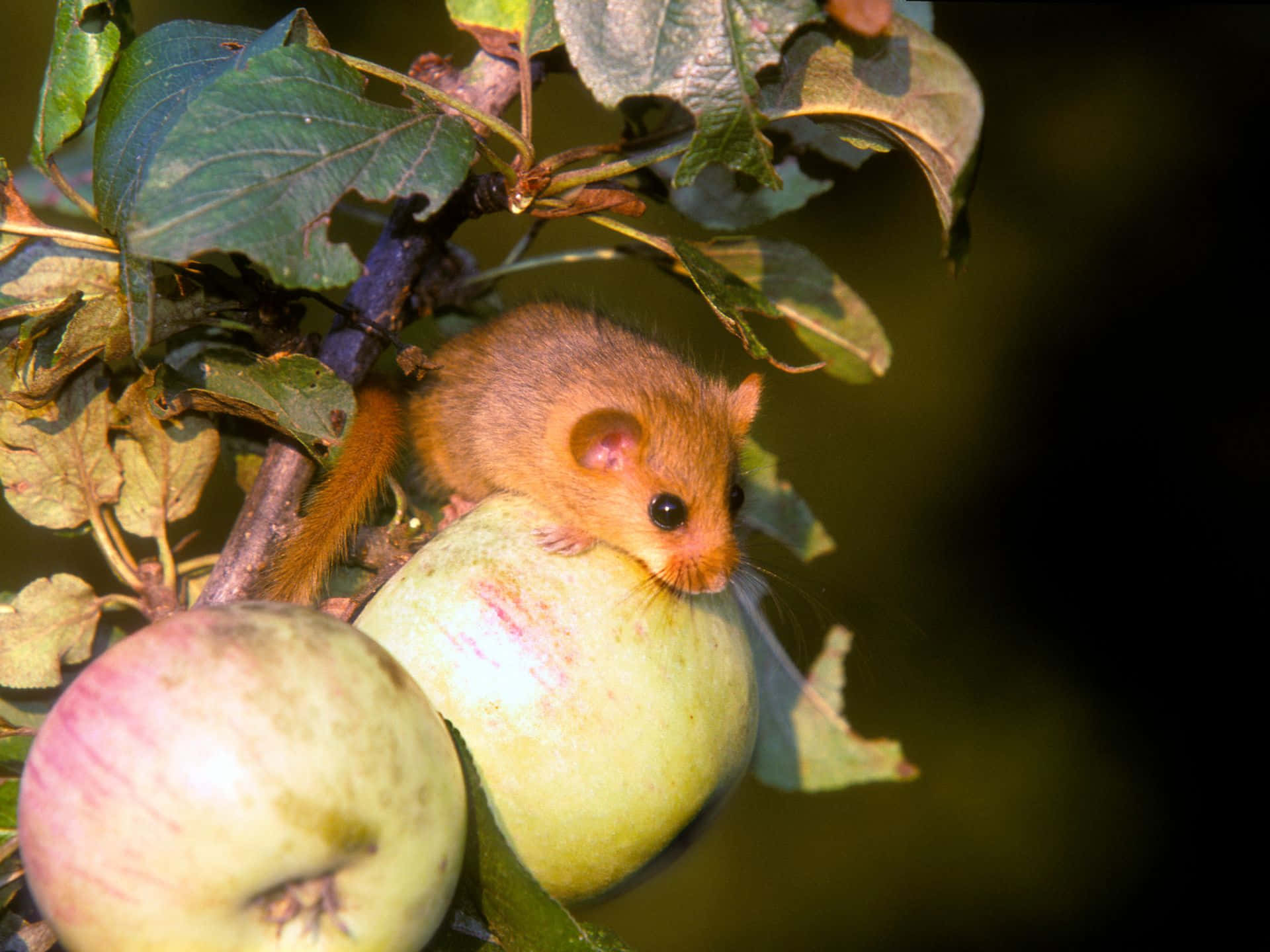 Dormouseon Apple Branch, fluffy orange squirrel, green apple, Full HD Desktop Wallpaper
