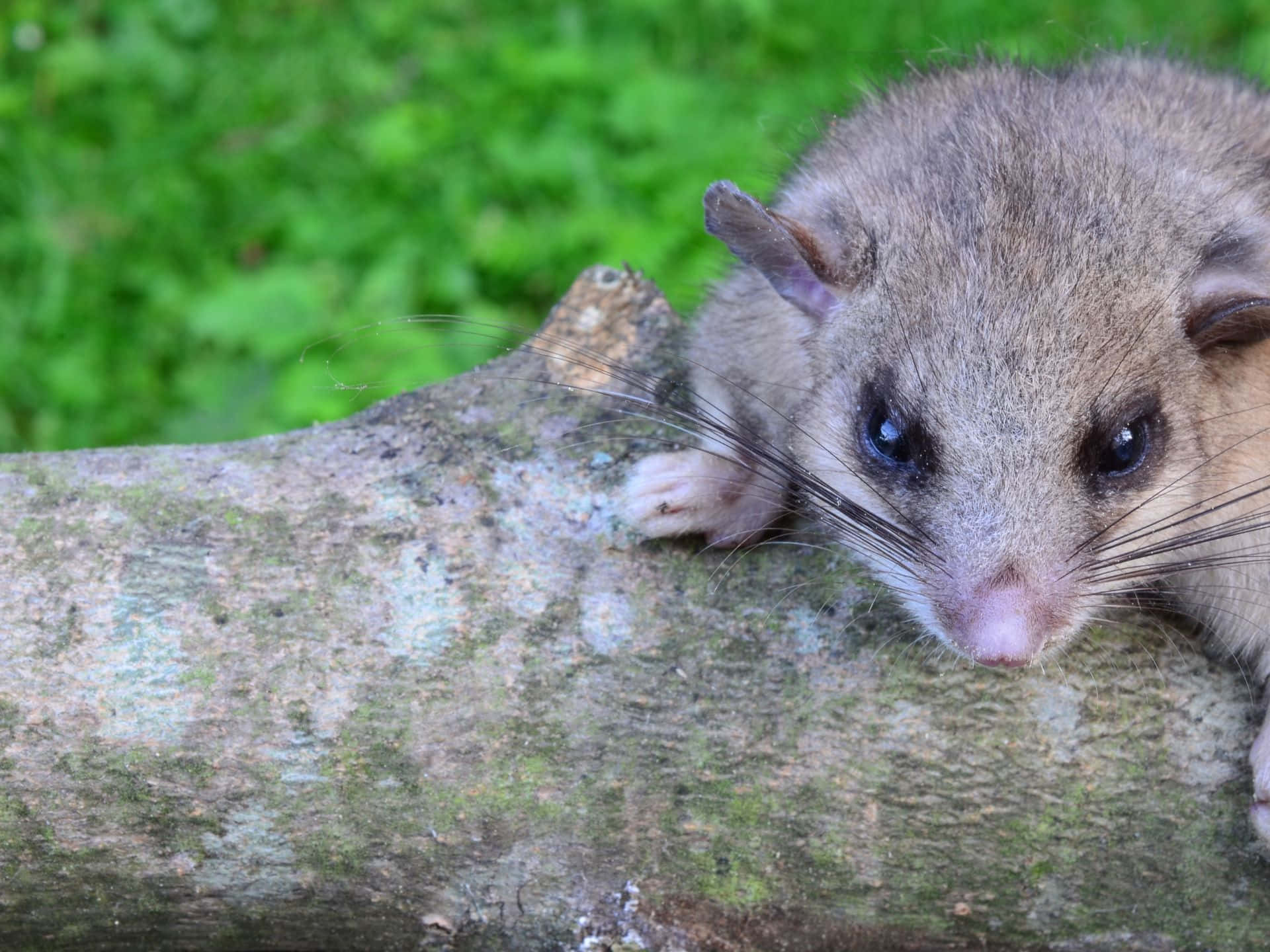 Dormouse, tree branch, mossy tree branch, Full HD Desktop Wallpaper