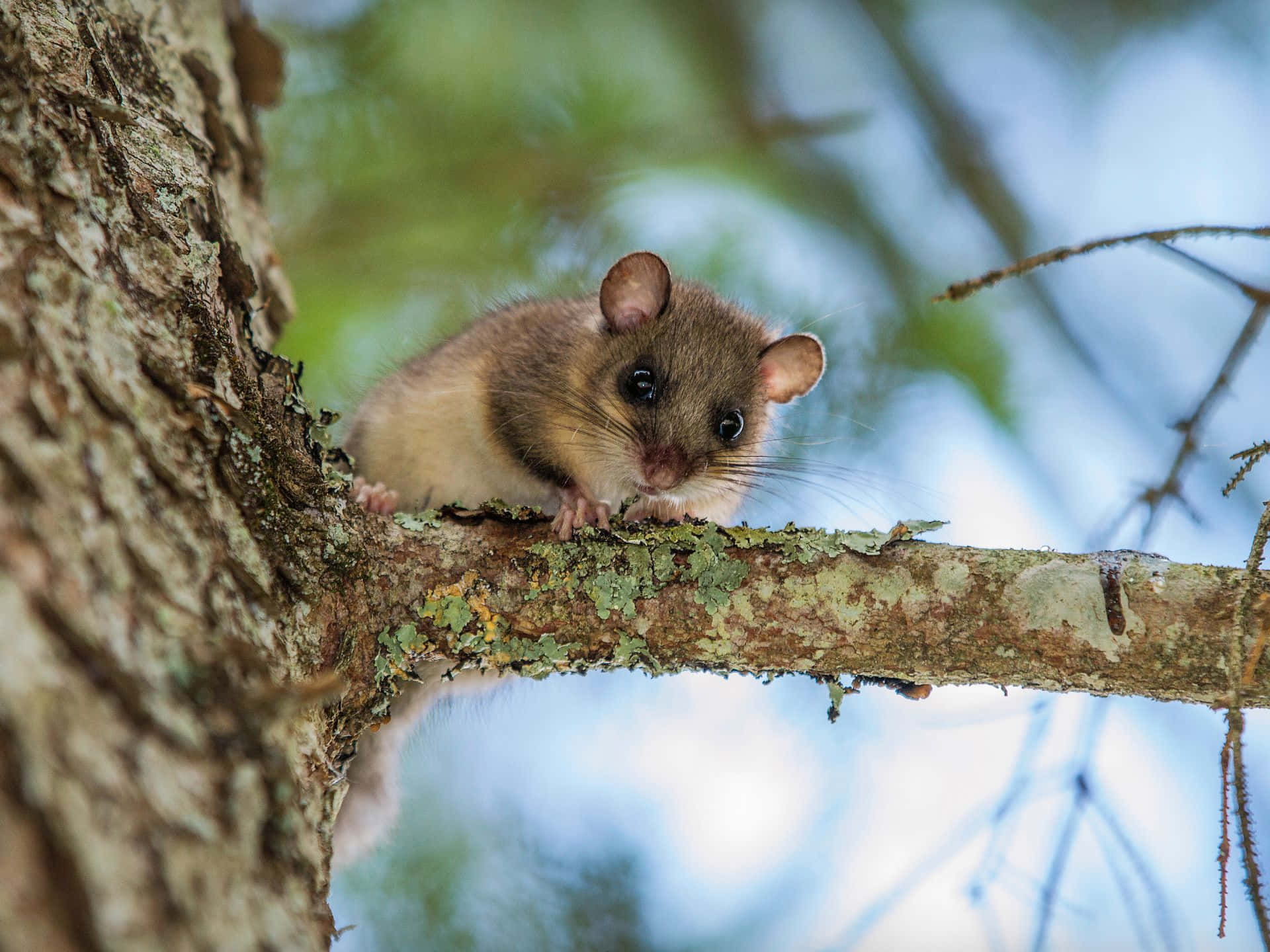 dormouse, tree branch, mossy tree branch, Full HD Desktop Wallpaper