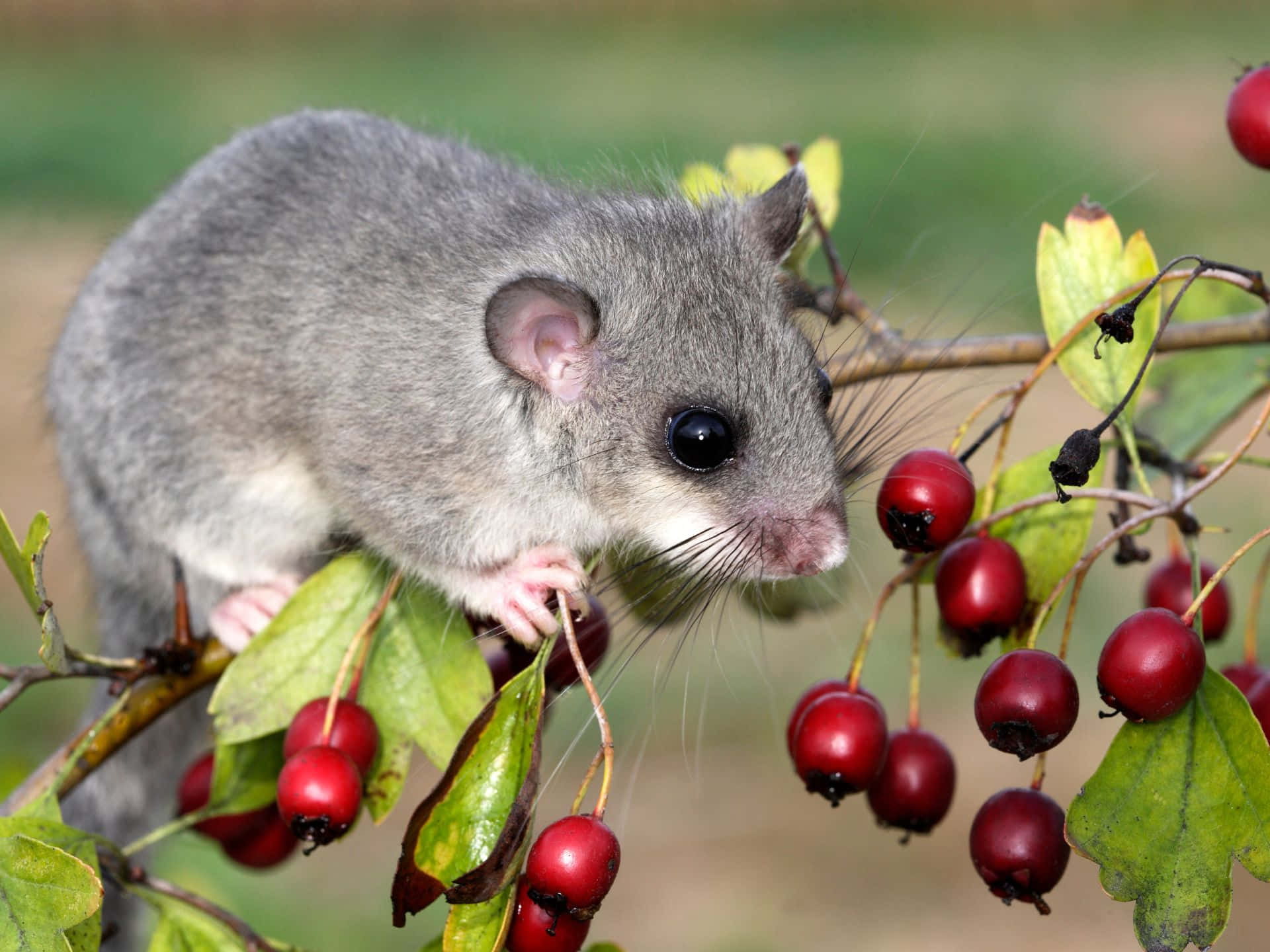 Dormouse, berries, gray mouse, Full HD Desktop Wallpaper