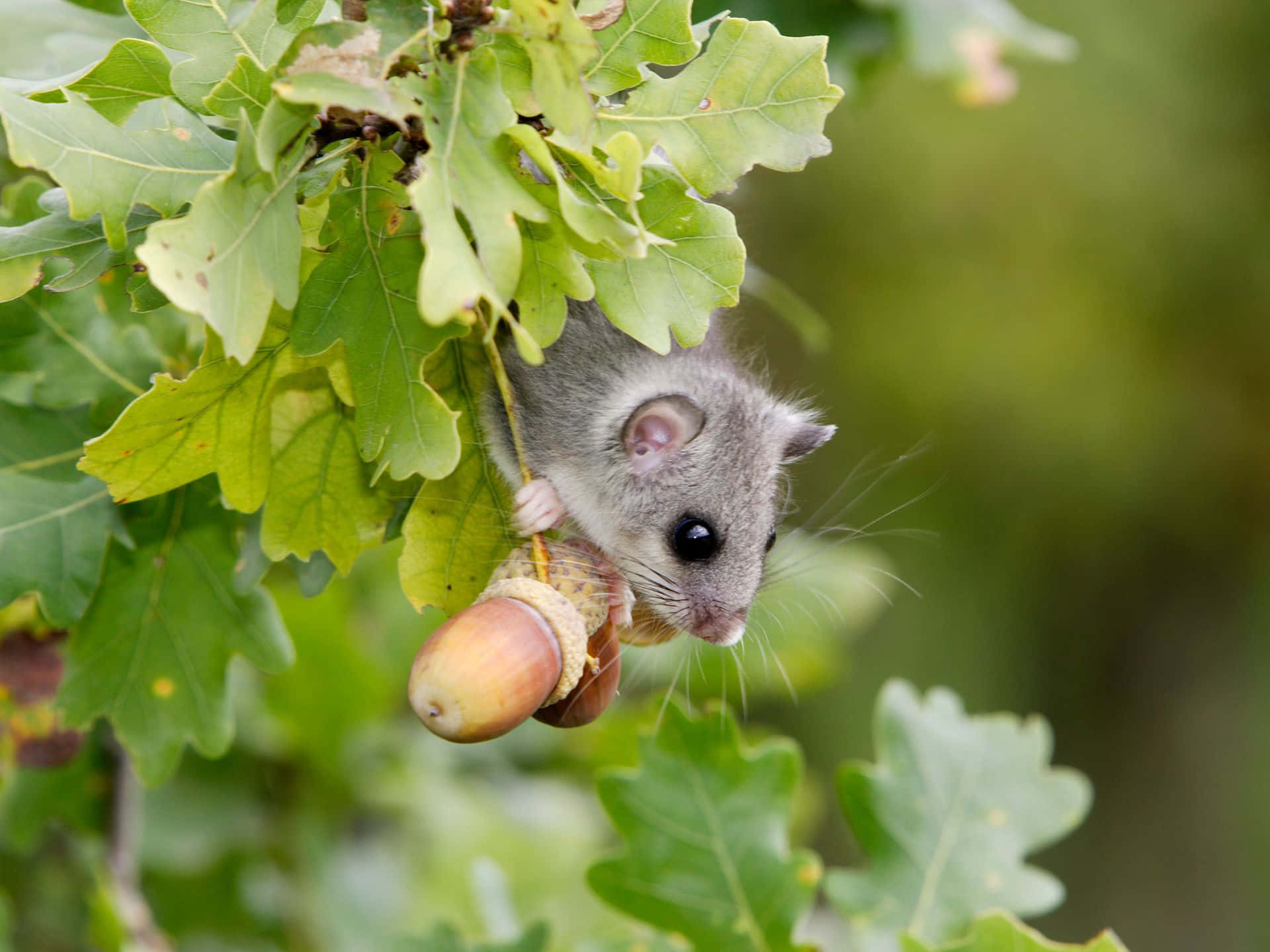 Dormouse, acorn, oak tree branch, Full HD Desktop Wallpaper