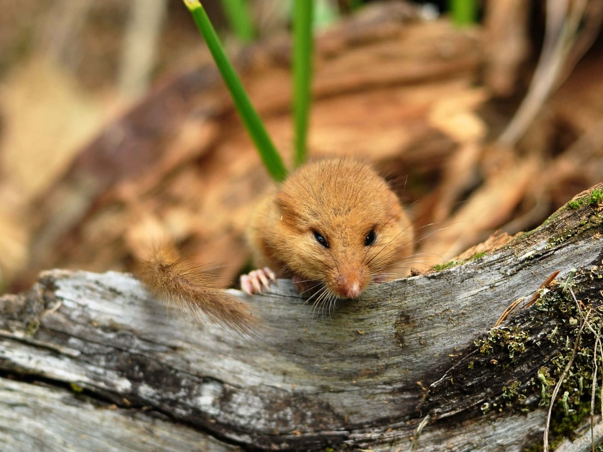 Dormouseon Log, mossy weathered log, sunlit forest floor, Full HD Desktop Wallpaper