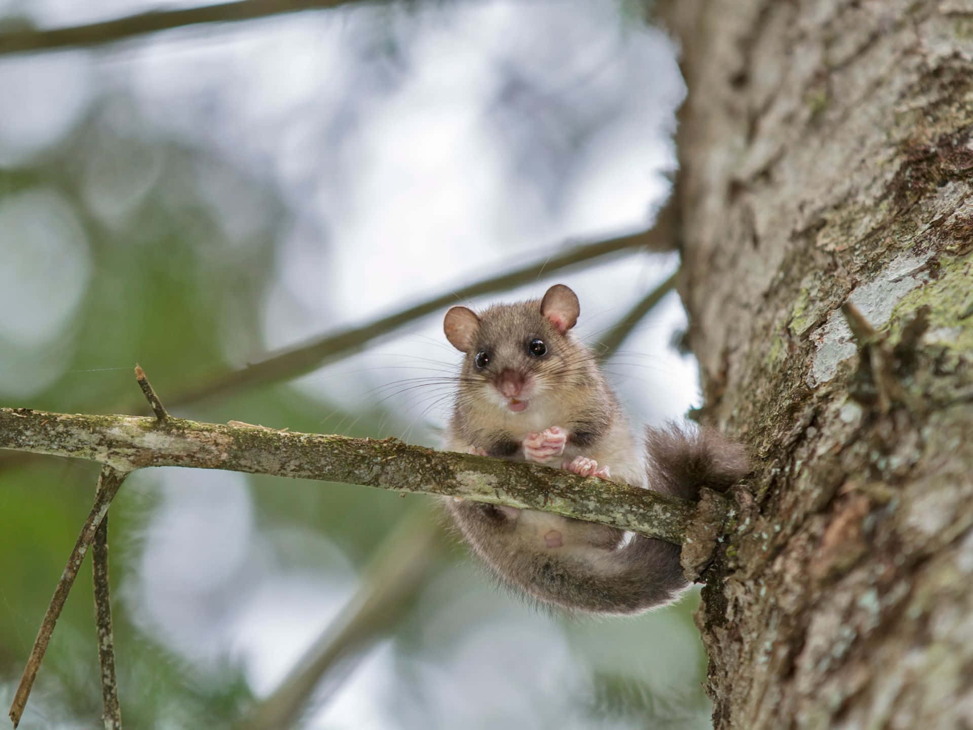 dormouse, tree branch, brown, Full HD Desktop Wallpaper
