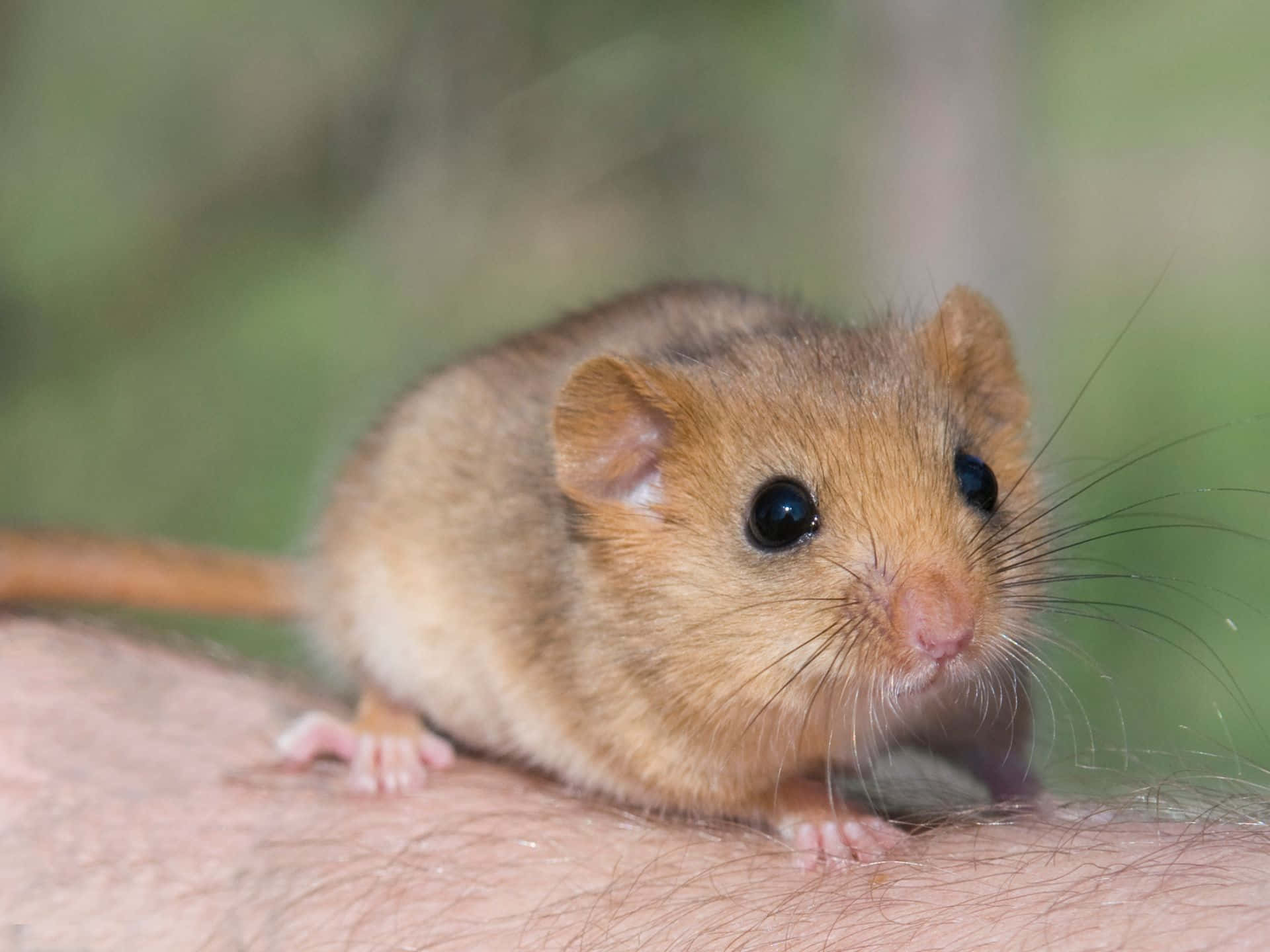 dormouse, human hand, soft green blurred background, Full HD Desktop Wallpaper