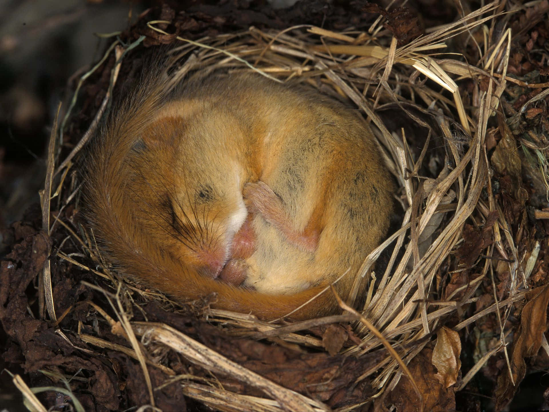 dormouse, golden-brown, nest, Full HD Desktop Wallpaper