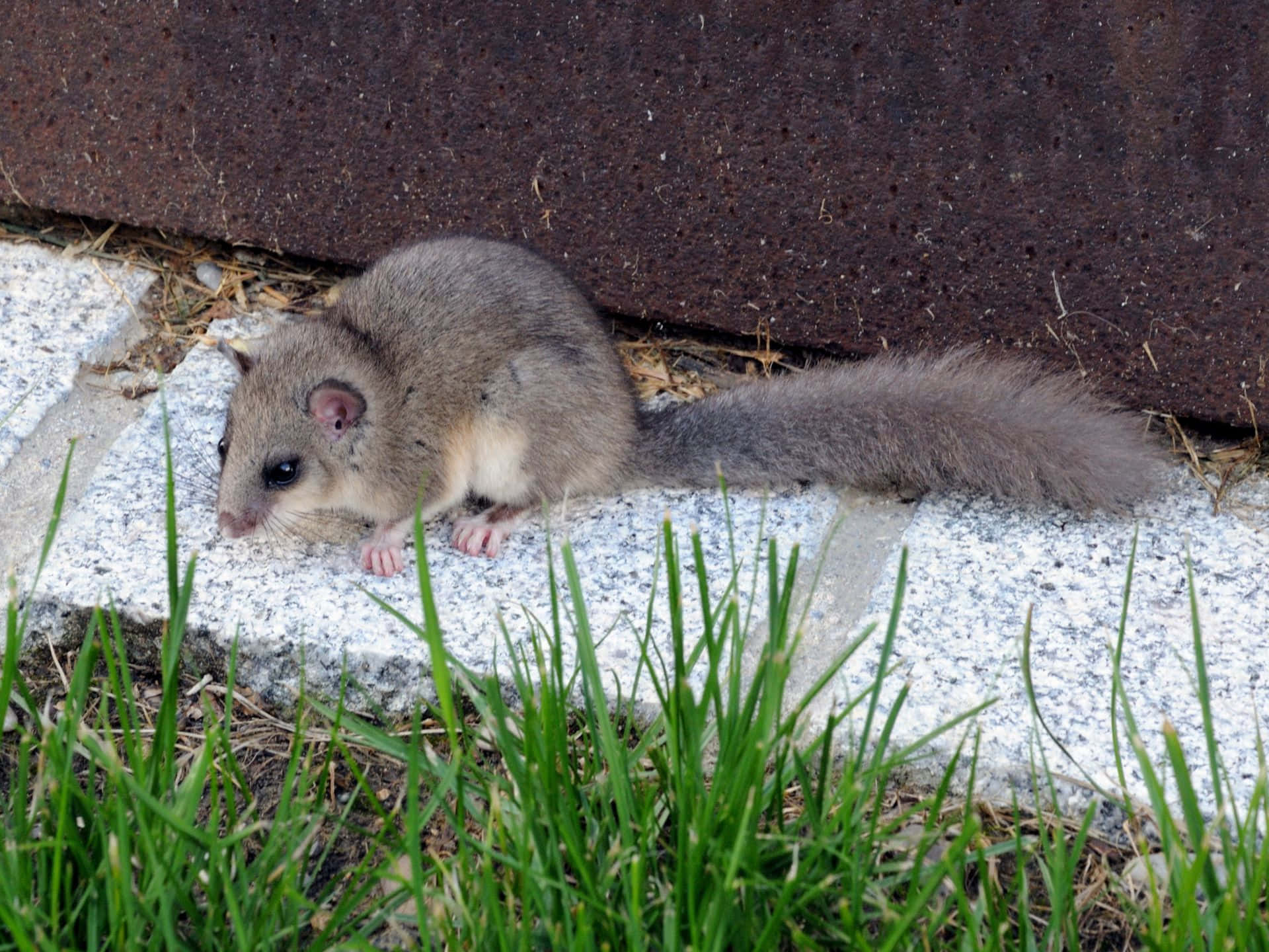 Dormouse, gray marsupial, fluffy tail, Full HD Desktop Wallpaper