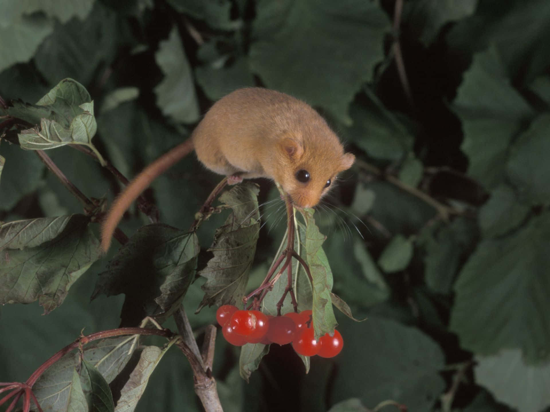 dormouse, branch, bright red berries, Full HD Desktop Wallpaper