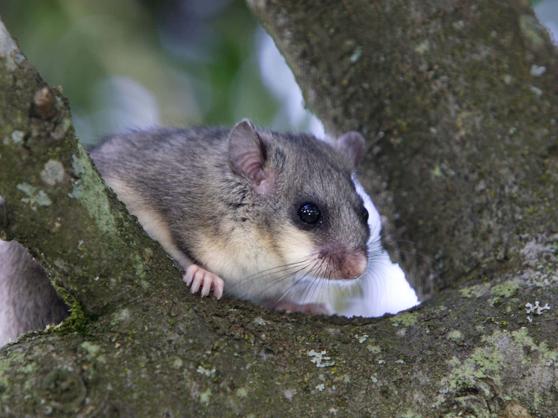 Dormouse, tree, mossy tree branches, Full HD Desktop Wallpaper