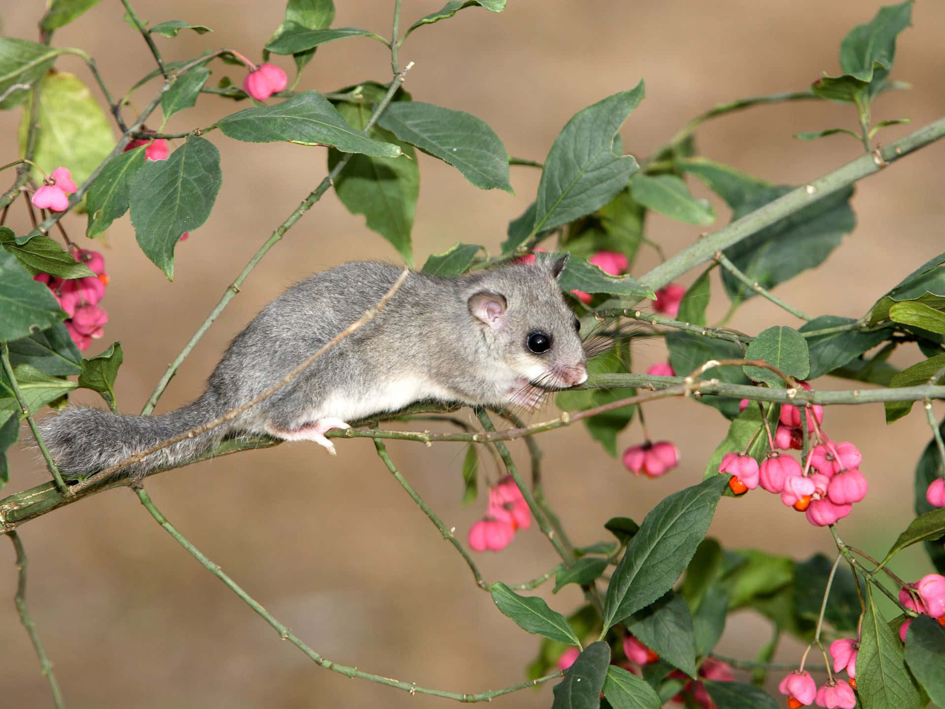 Dormouse, flowering branch, pink berries, Full HD Desktop Wallpaper