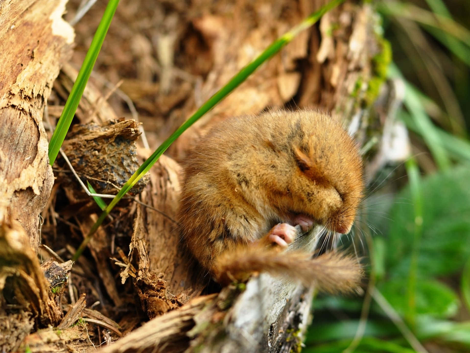 dormouse, mossy tree stump, green grass, Full HD Desktop Wallpaper
