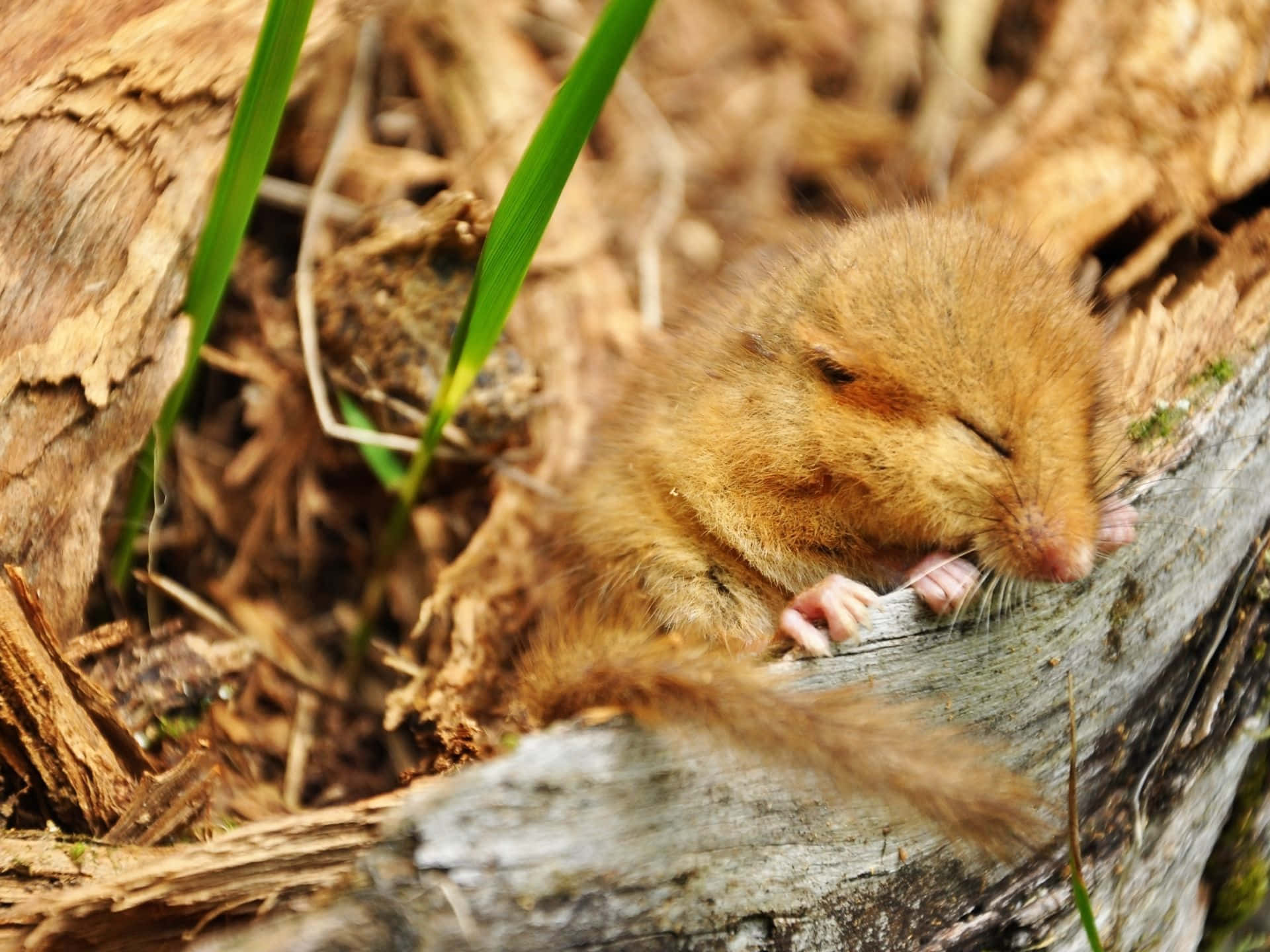 dormouse, brown, weathered log, Full HD Desktop Wallpaper