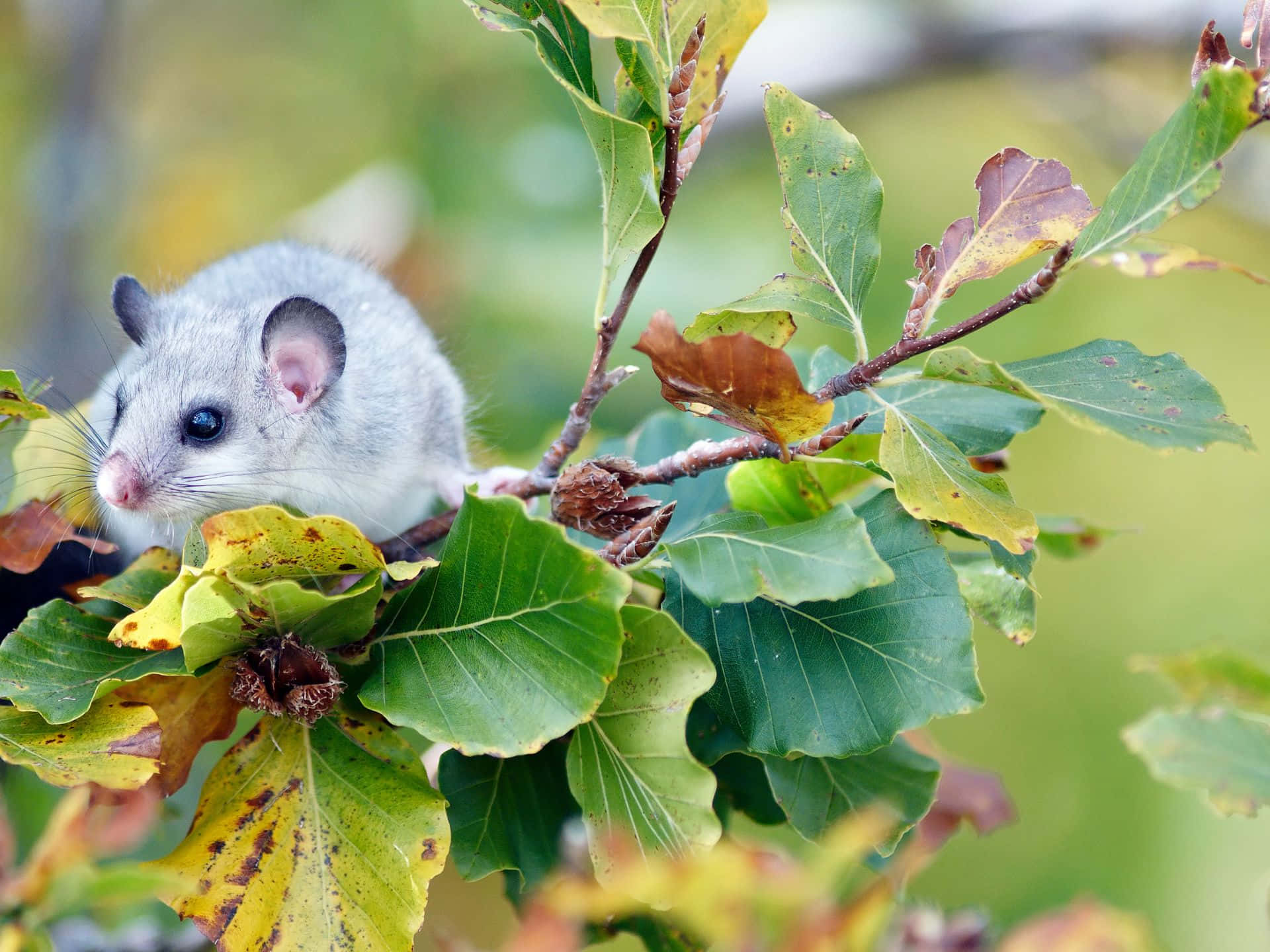 Dormouse, autumn leaves, gray, Full HD Desktop Wallpaper